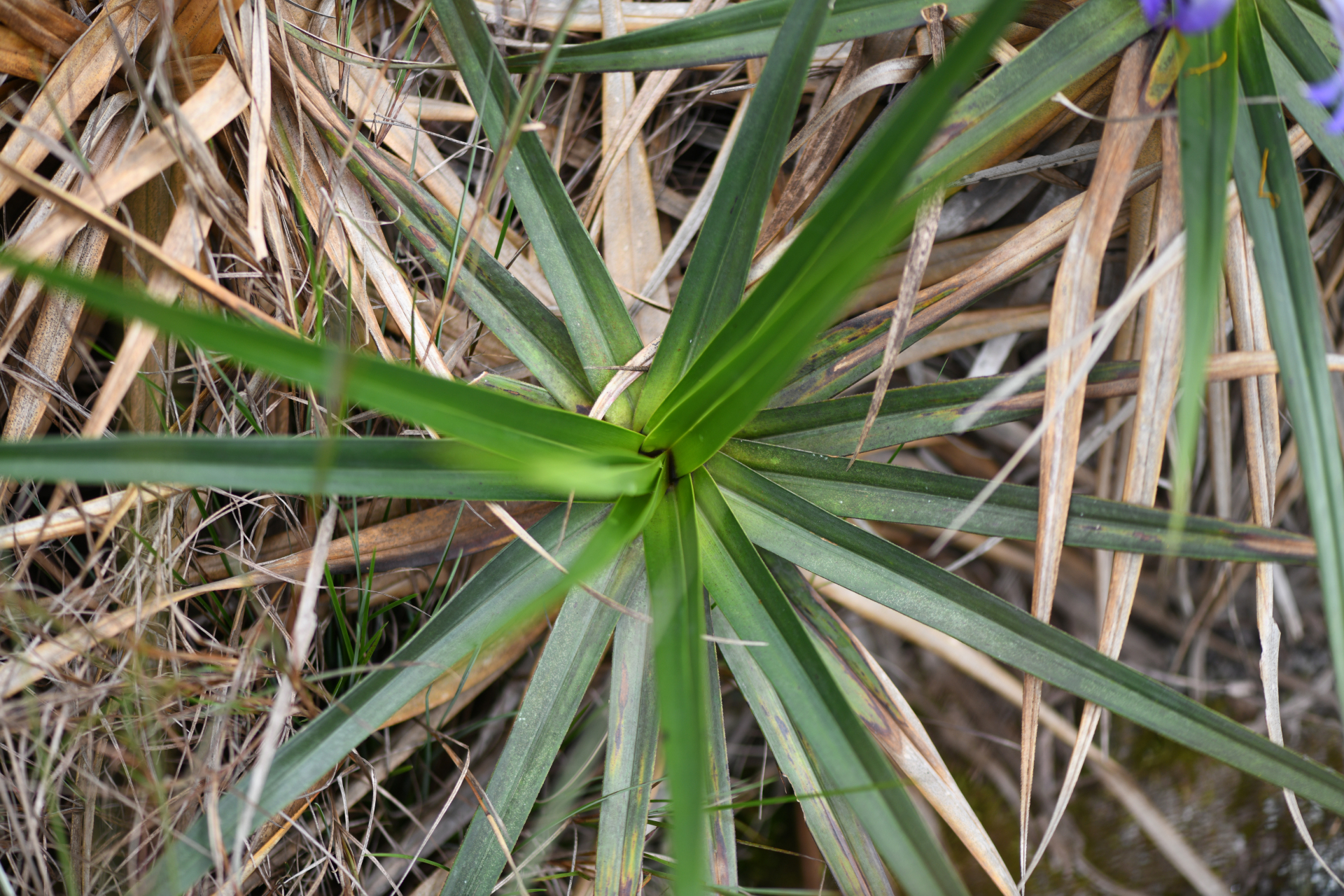 Vellozia intermedia Seub. - Photo Bivouac Naturaliste