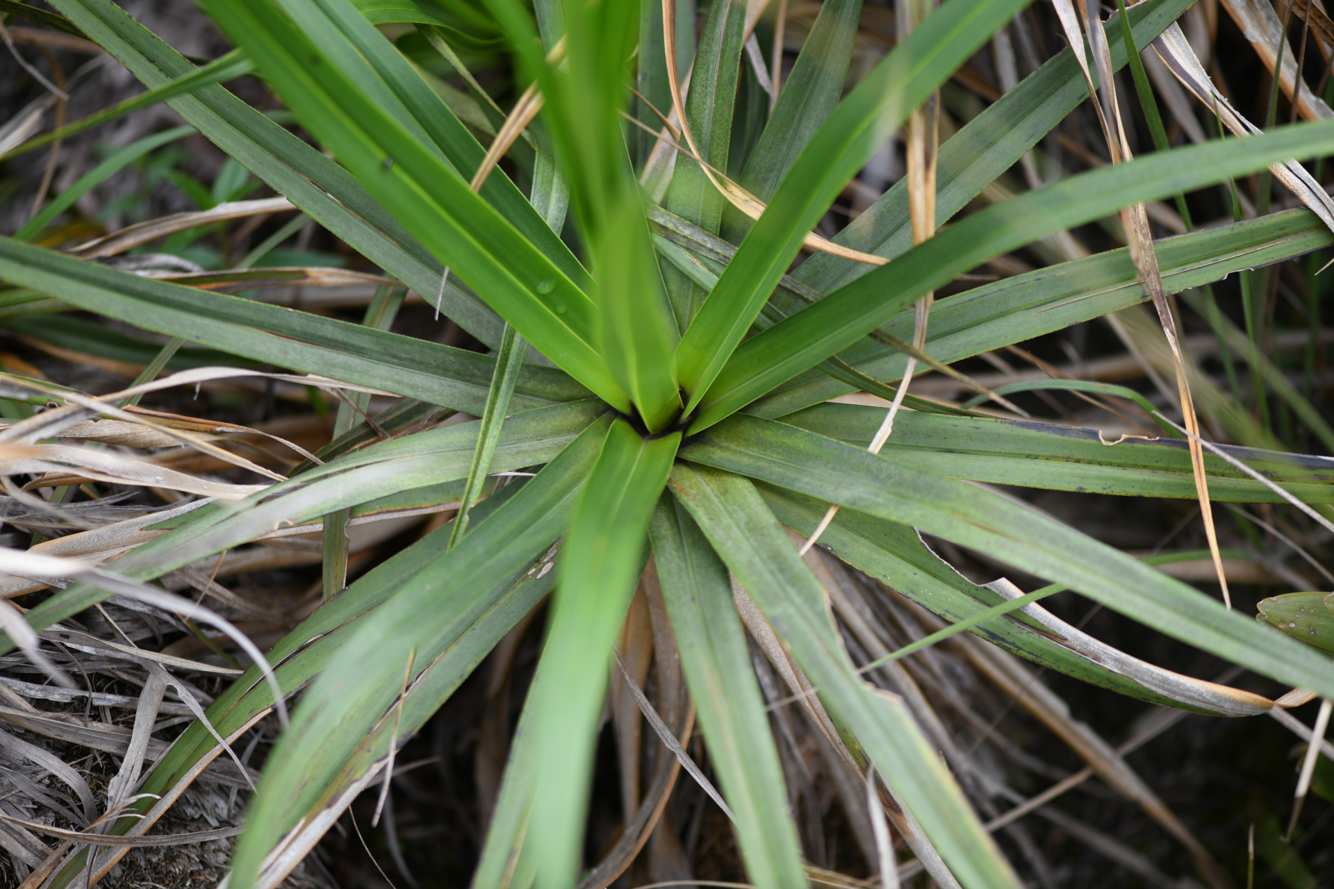 Vellozia intermedia Seub. - Photo Bivouac Naturaliste