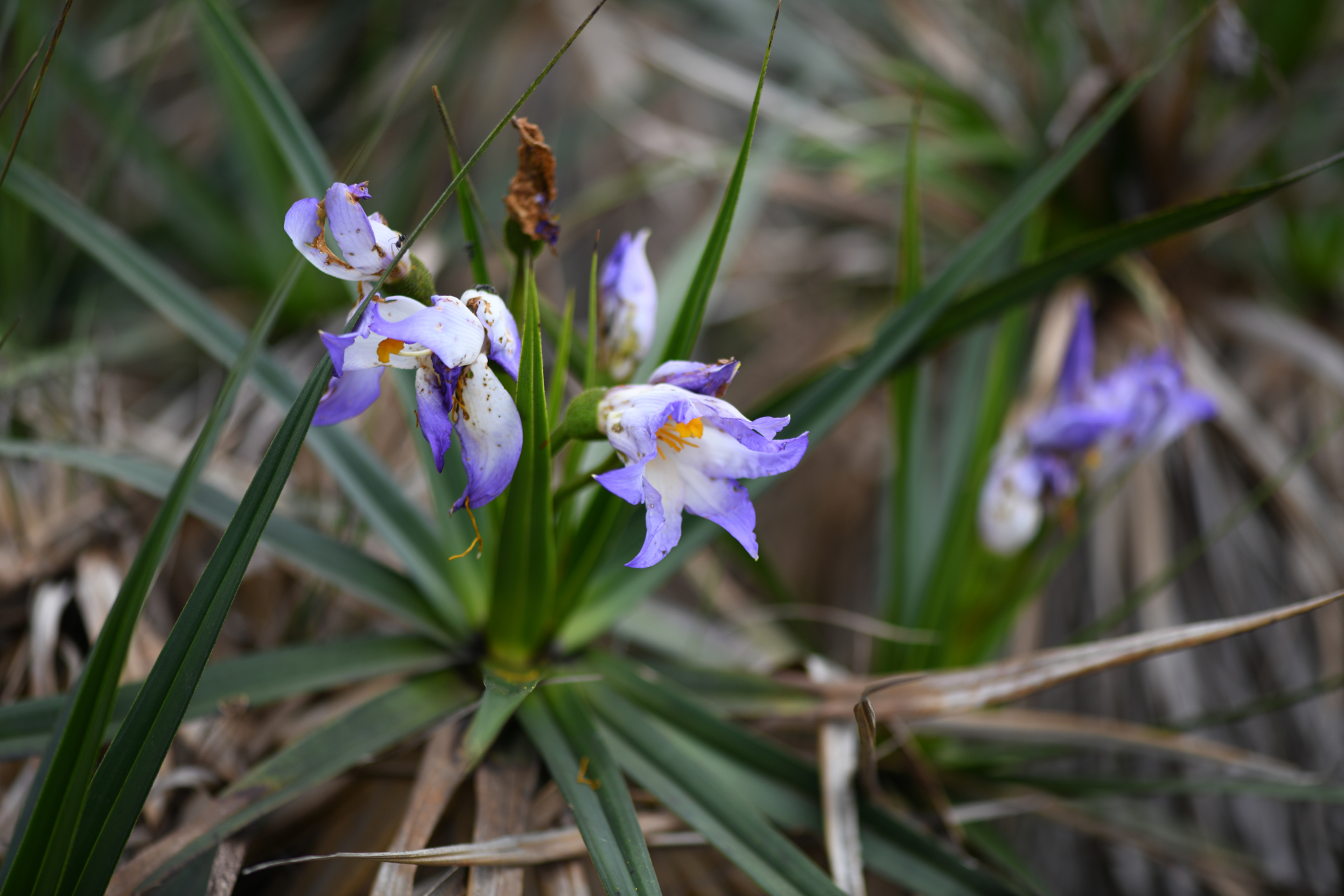 Vellozia intermedia Seub. - Photo Bivouac Naturaliste