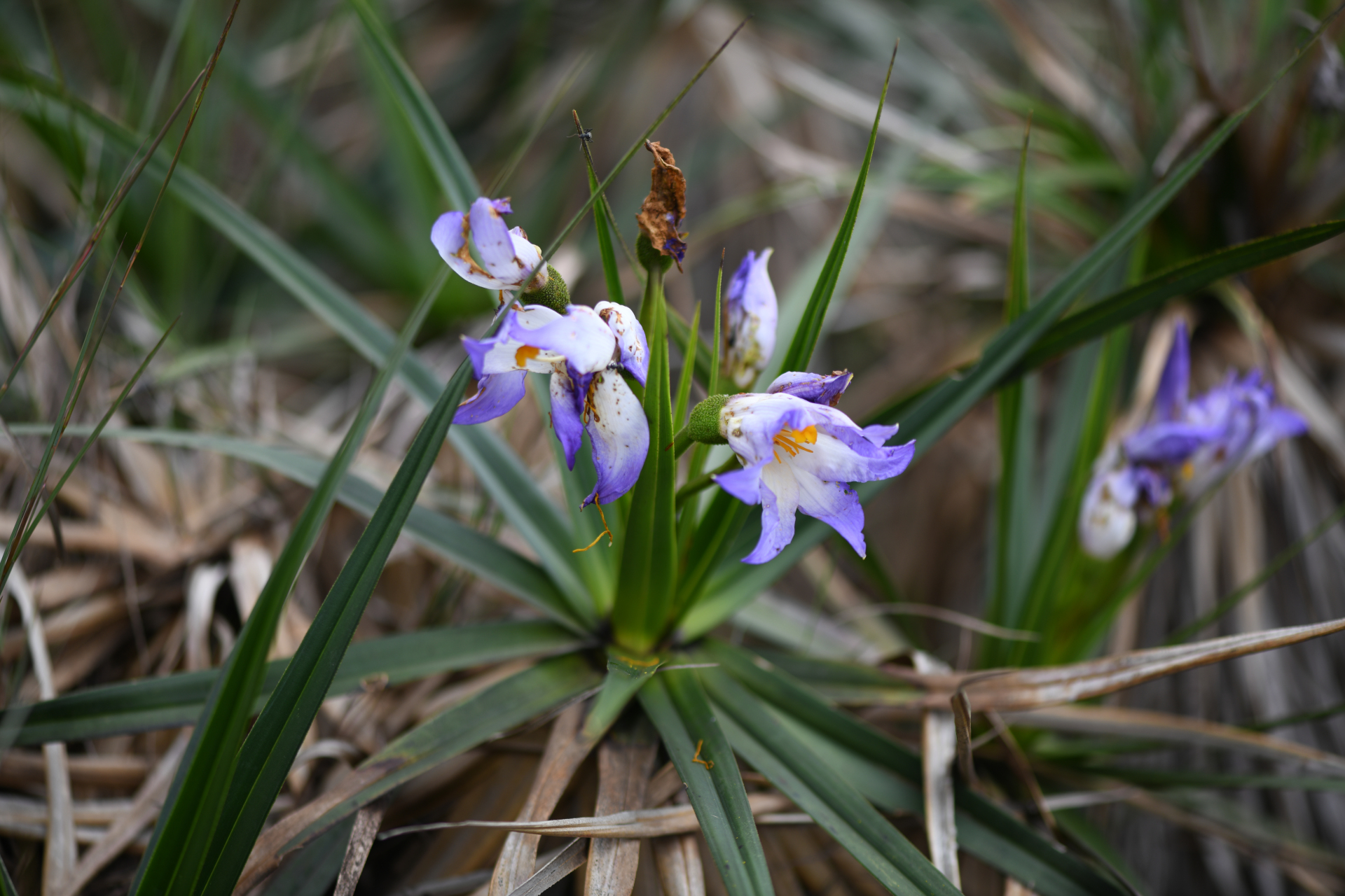 Vellozia intermedia Seub. - Photo Bivouac Naturaliste