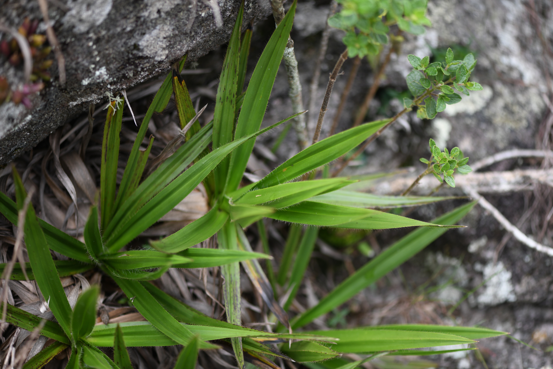 Barbacenia flava Mart. ex Schult. & Schult.f. - Photo Bivouac Naturaliste