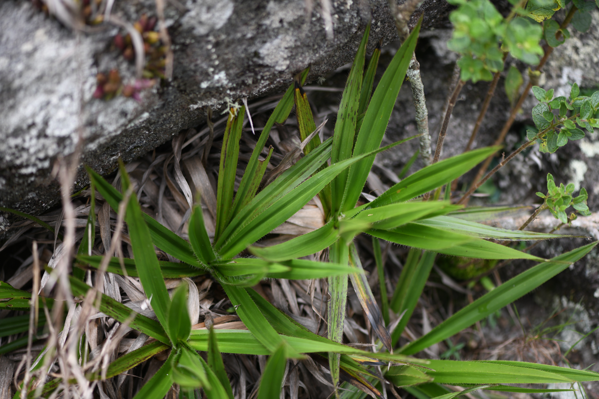 Barbacenia flava Mart. ex Schult. & Schult.f. - Photo Bivouac Naturaliste