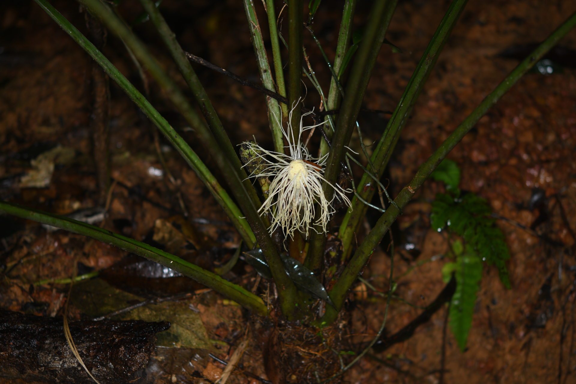 Asplundia brachyphylla Harling - Photo Bivouac Naturaliste
