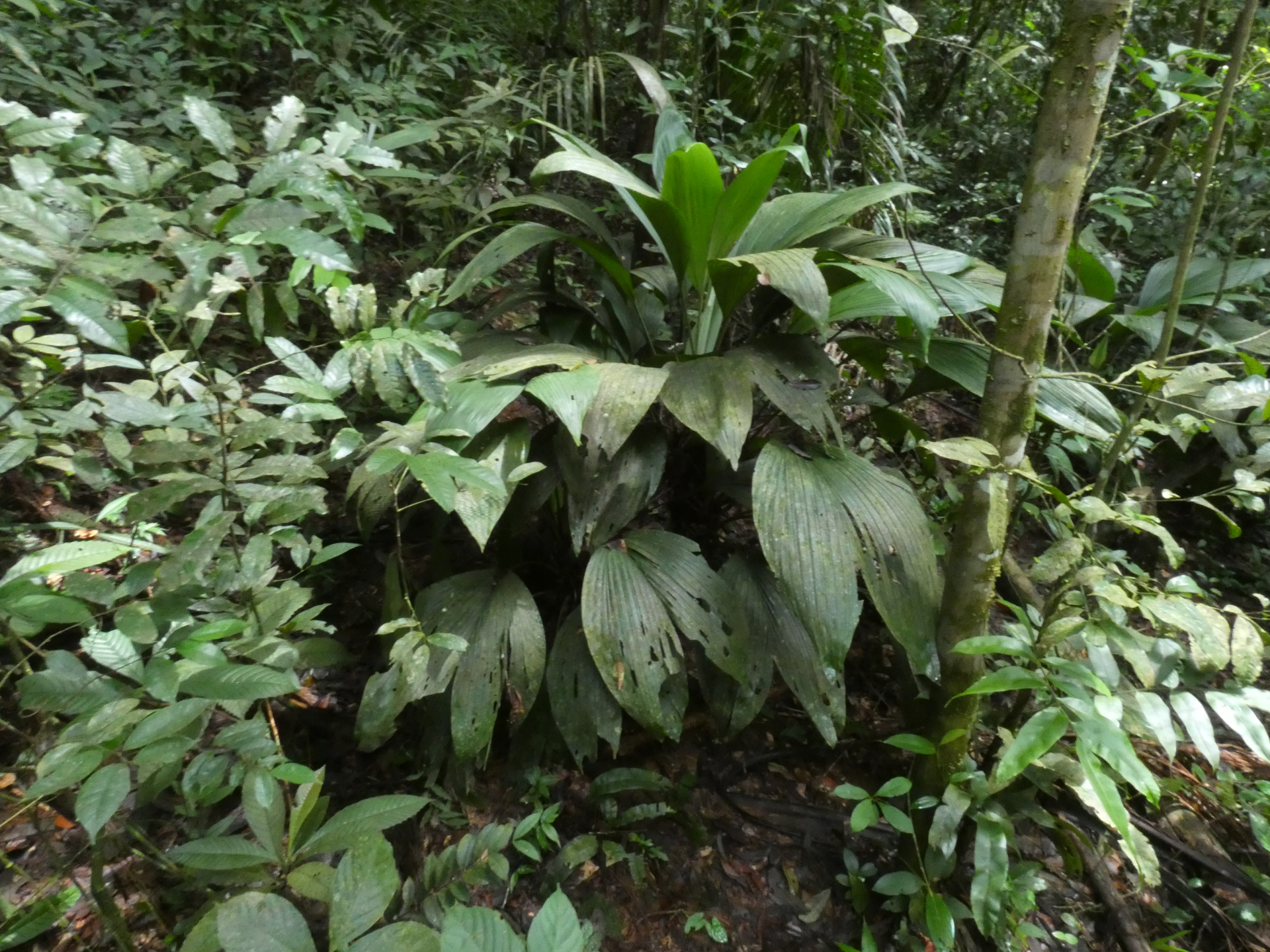 Asplundia brachyphylla Harling - Photo Bivouac Naturaliste