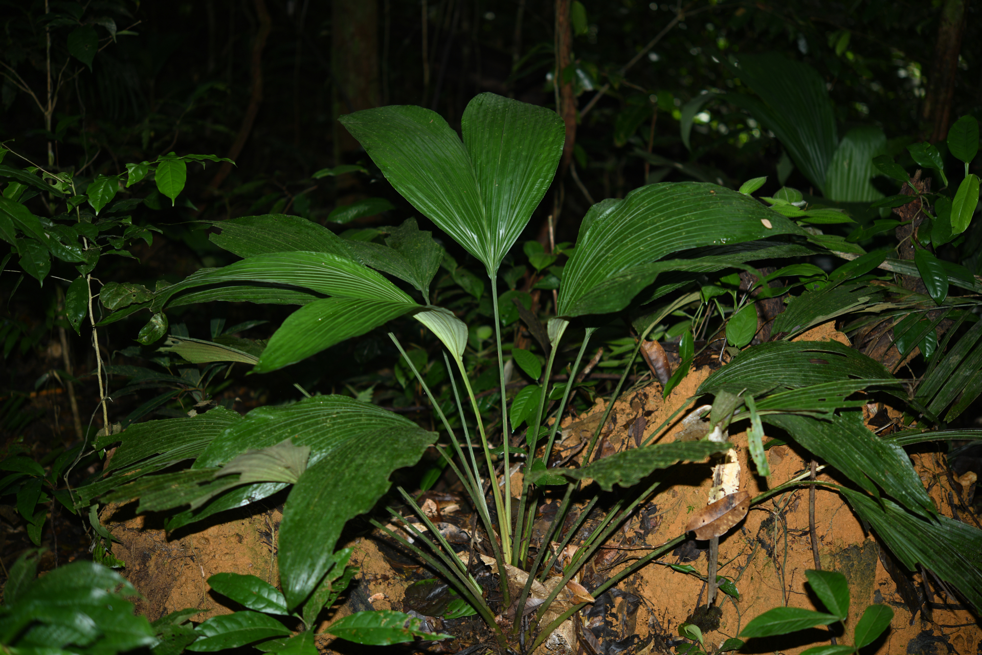 Asplundia brachyphylla Harling - Photo Bivouac Naturaliste