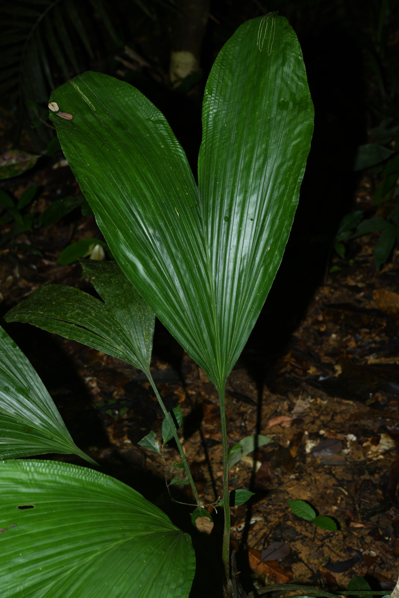 Asplundia brachyphylla Harling - Photo Bivouac Naturaliste