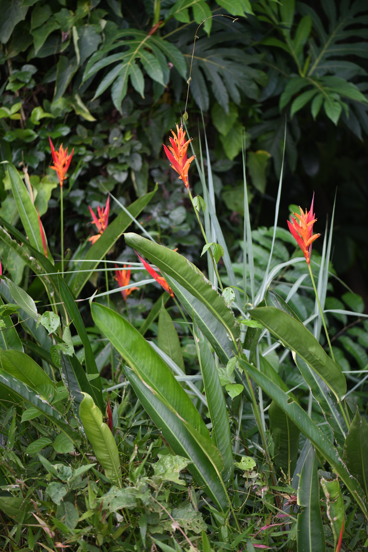 Heliconia psittacorum L.f. - Photo Bivouac Naturaliste