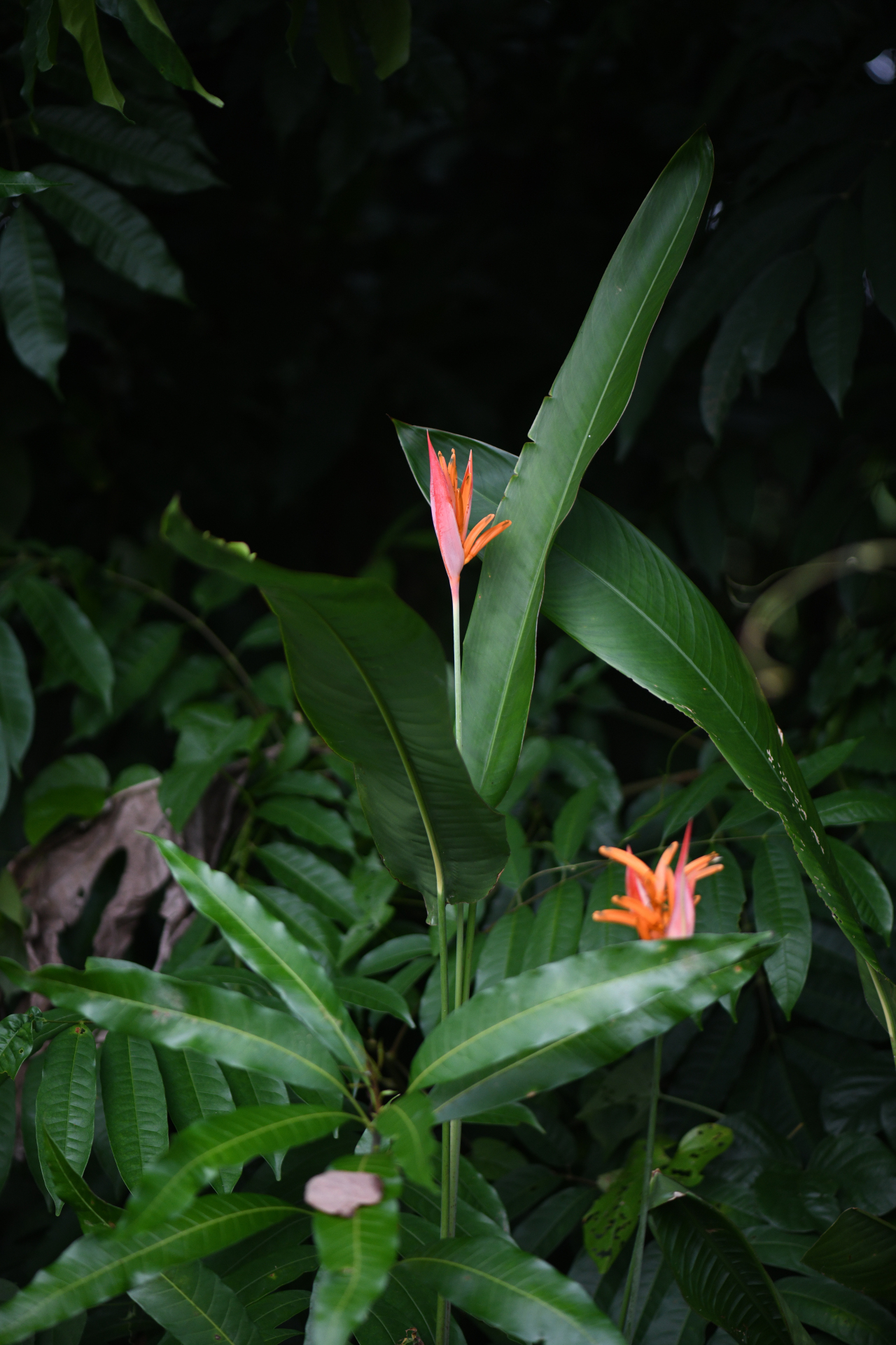 Heliconia psittacorum L.f. - Photo Bivouac Naturaliste