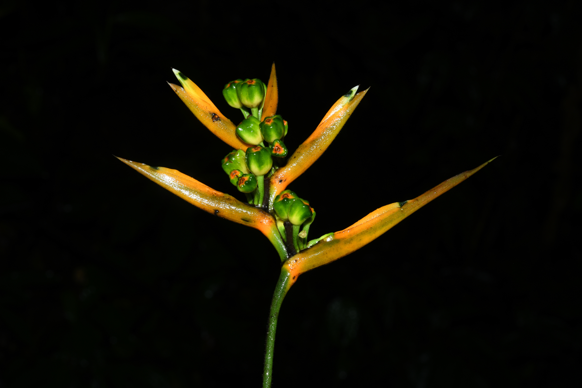 Heliconia hirsuta Schltdl. & Cham. - Photo Bivouac Naturaliste