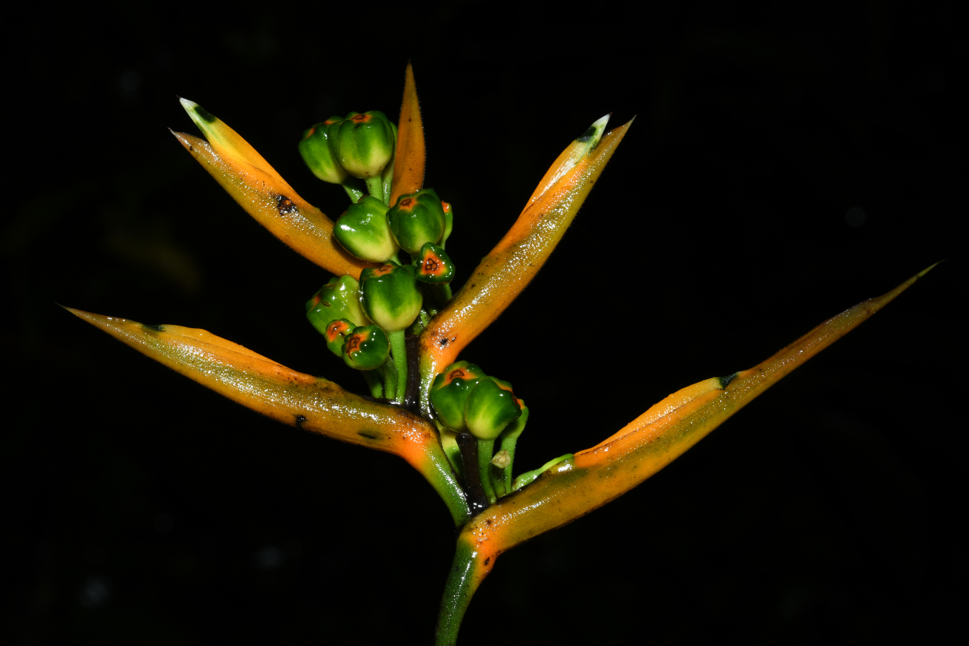 Heliconia hirsuta Schltdl. & Cham. - Photo Bivouac Naturaliste