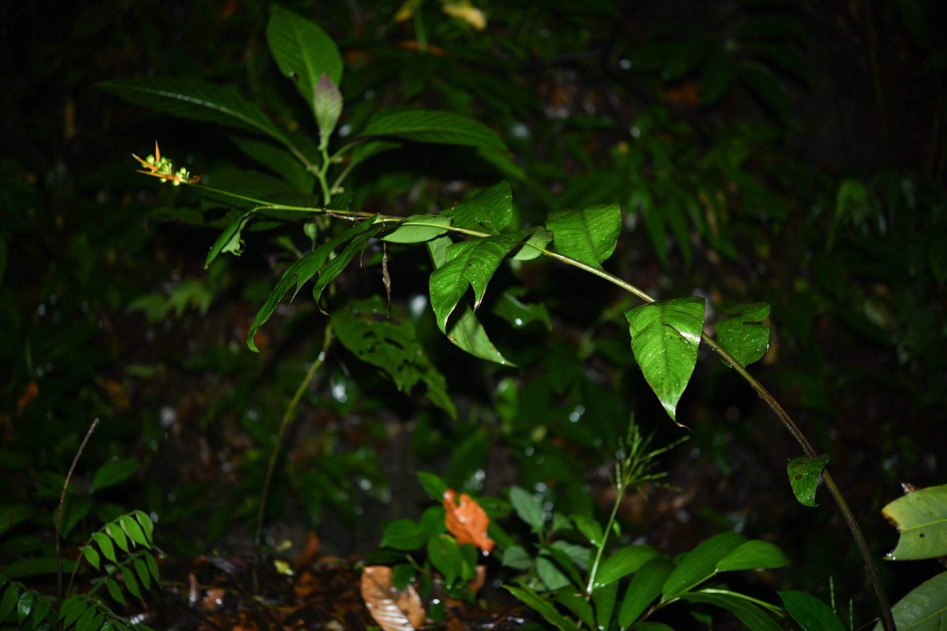 Heliconia hirsuta Schltdl. & Cham. - Photo Bivouac Naturaliste