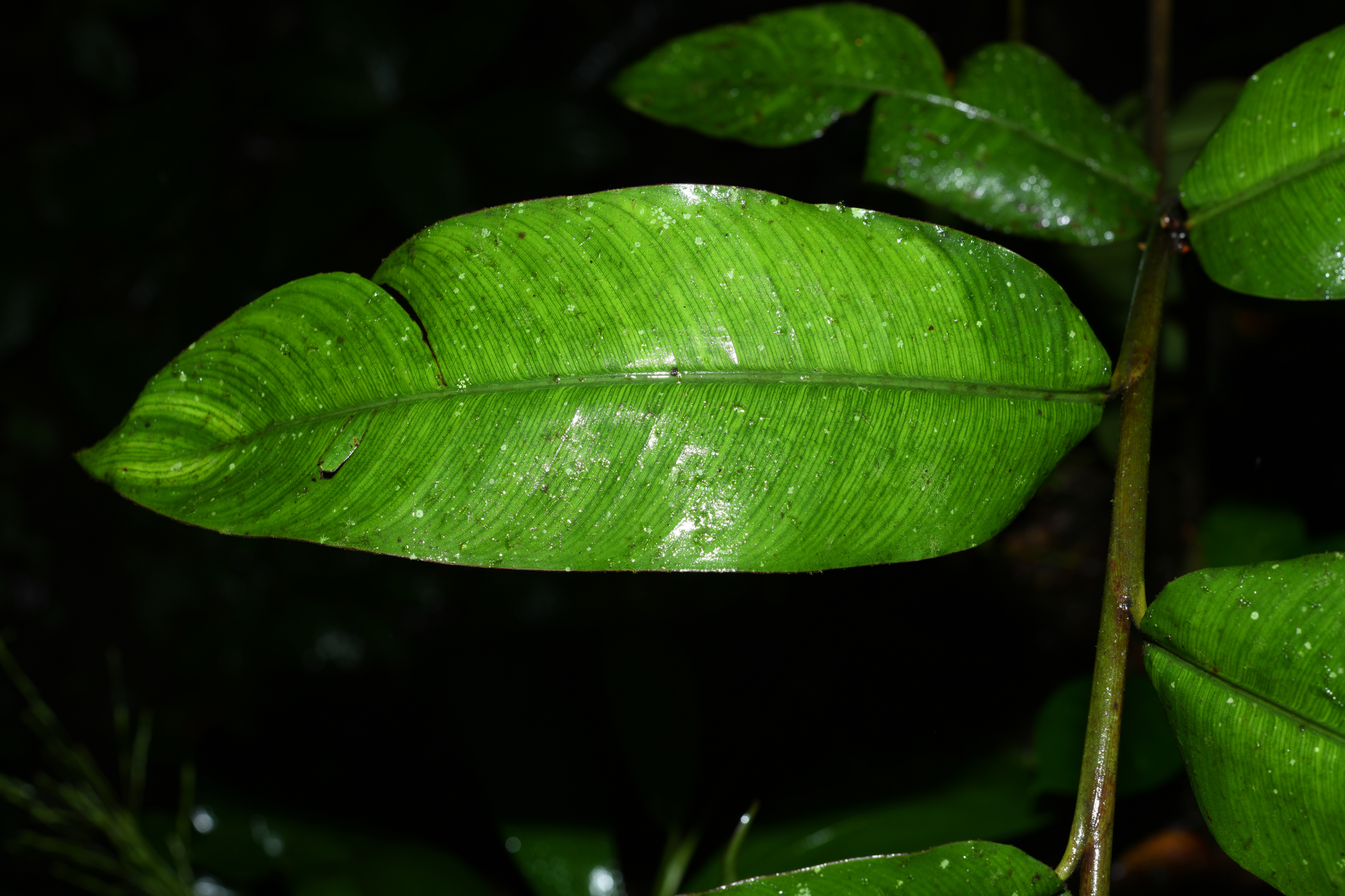 Heliconia hirsuta Schltdl. & Cham. - Photo Bivouac Naturaliste