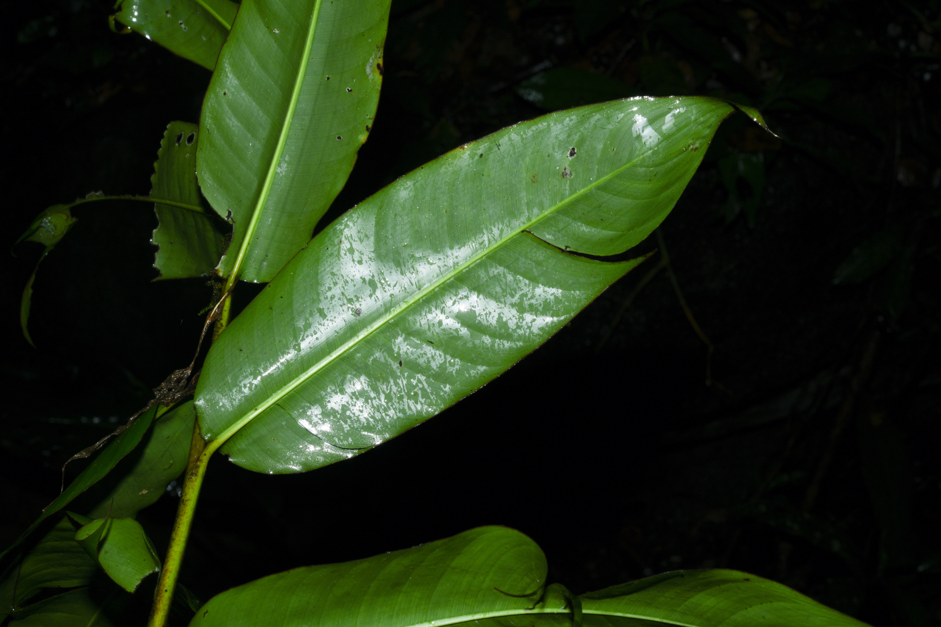 Heliconia hirsuta Schltdl. & Cham. - Photo Bivouac Naturaliste