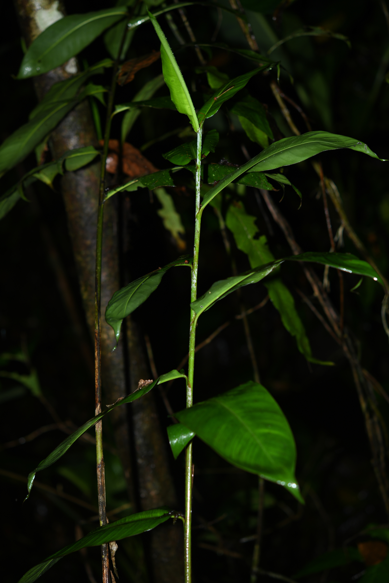Heliconia hirsuta Schltdl. & Cham. - Photo Bivouac Naturaliste