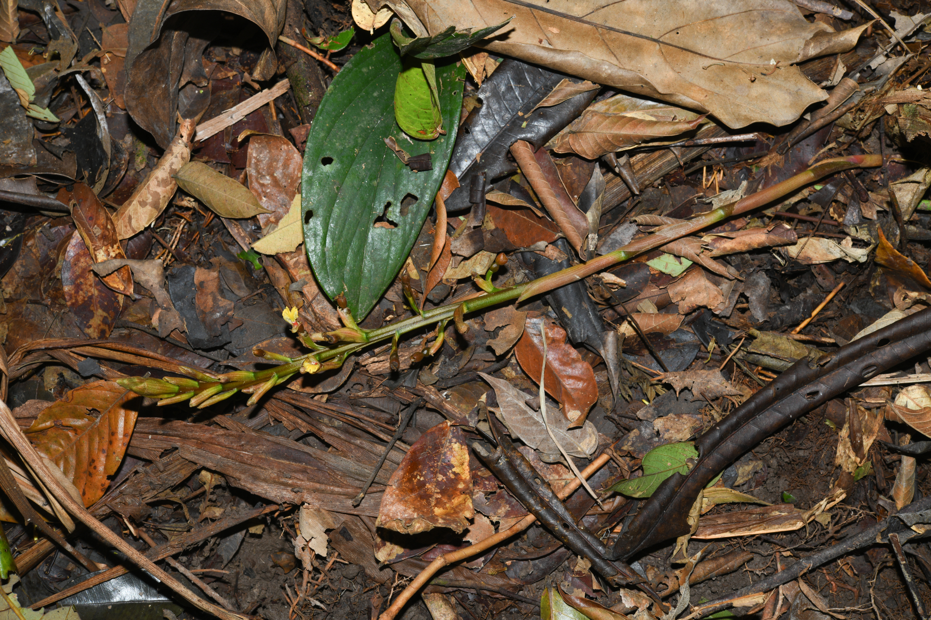 Renealmia floribunda K.Schum. - Photo Bivouac Naturaliste