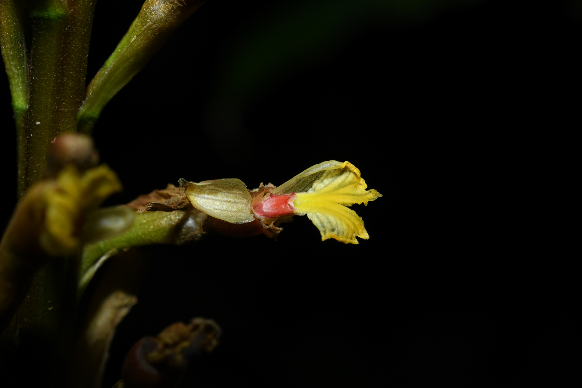 Renealmia floribunda K.Schum. - Photo Bivouac Naturaliste