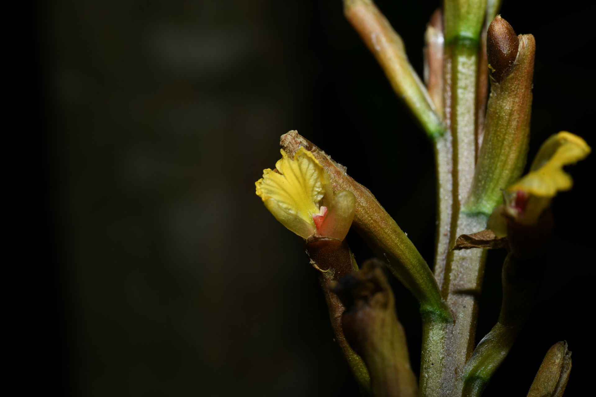 Renealmia floribunda K.Schum. - Photo Bivouac Naturaliste