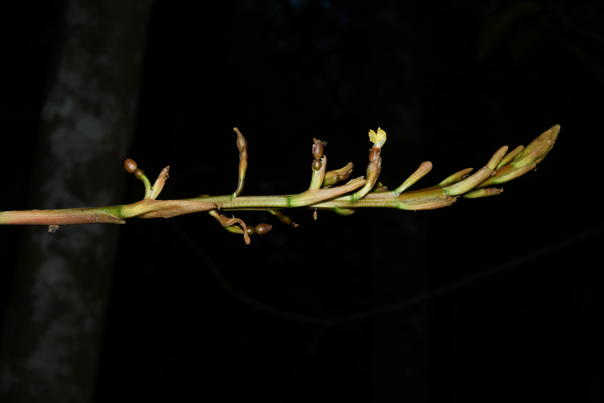Renealmia floribunda K.Schum. - Photo Bivouac Naturaliste