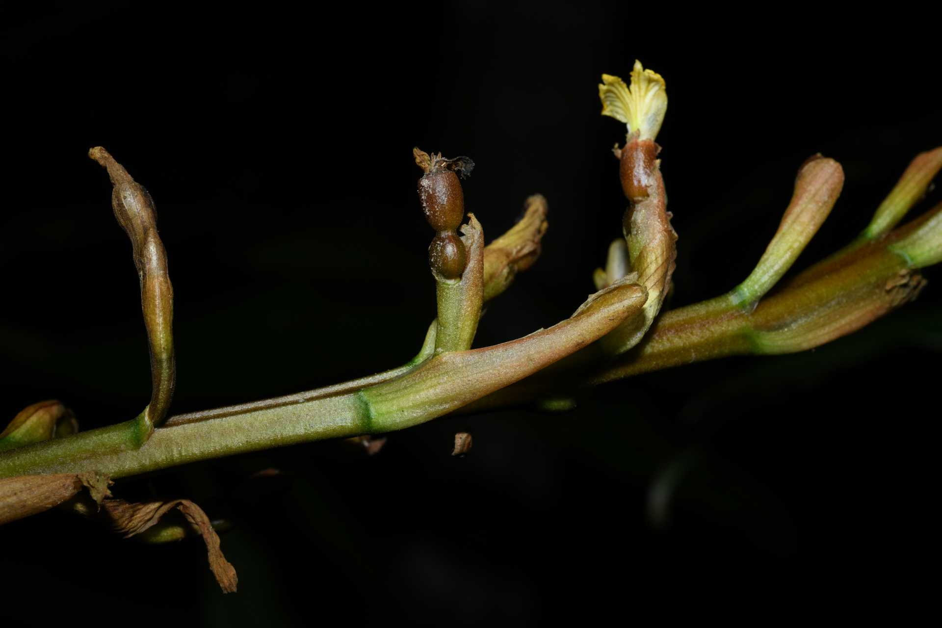 Renealmia floribunda K.Schum. - Photo Bivouac Naturaliste
