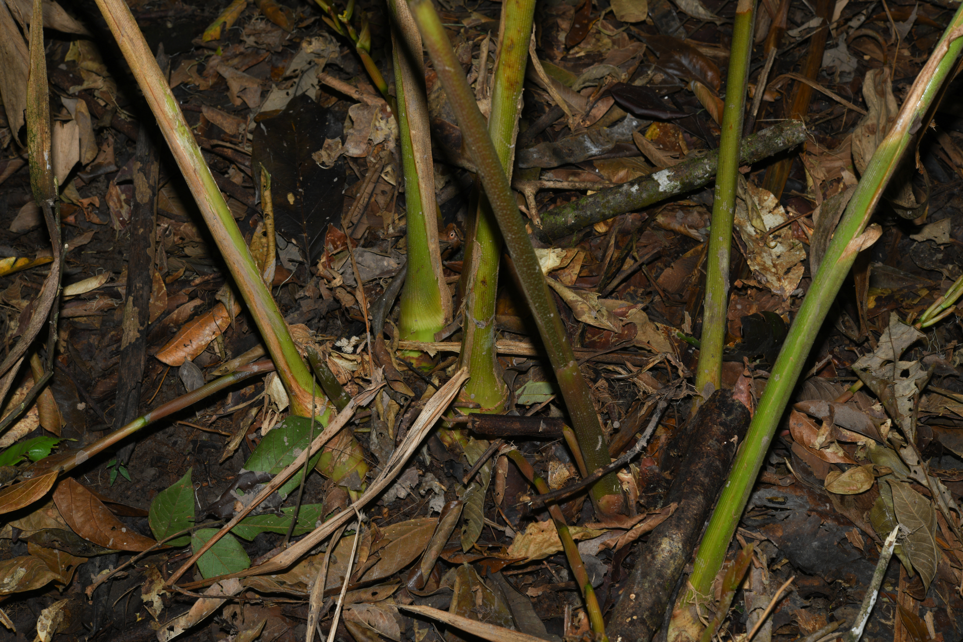 Renealmia floribunda K.Schum. - Photo Bivouac Naturaliste