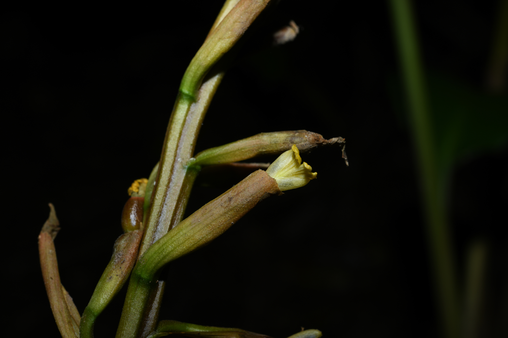 Renealmia floribunda K.Schum. - Photo Bivouac Naturaliste