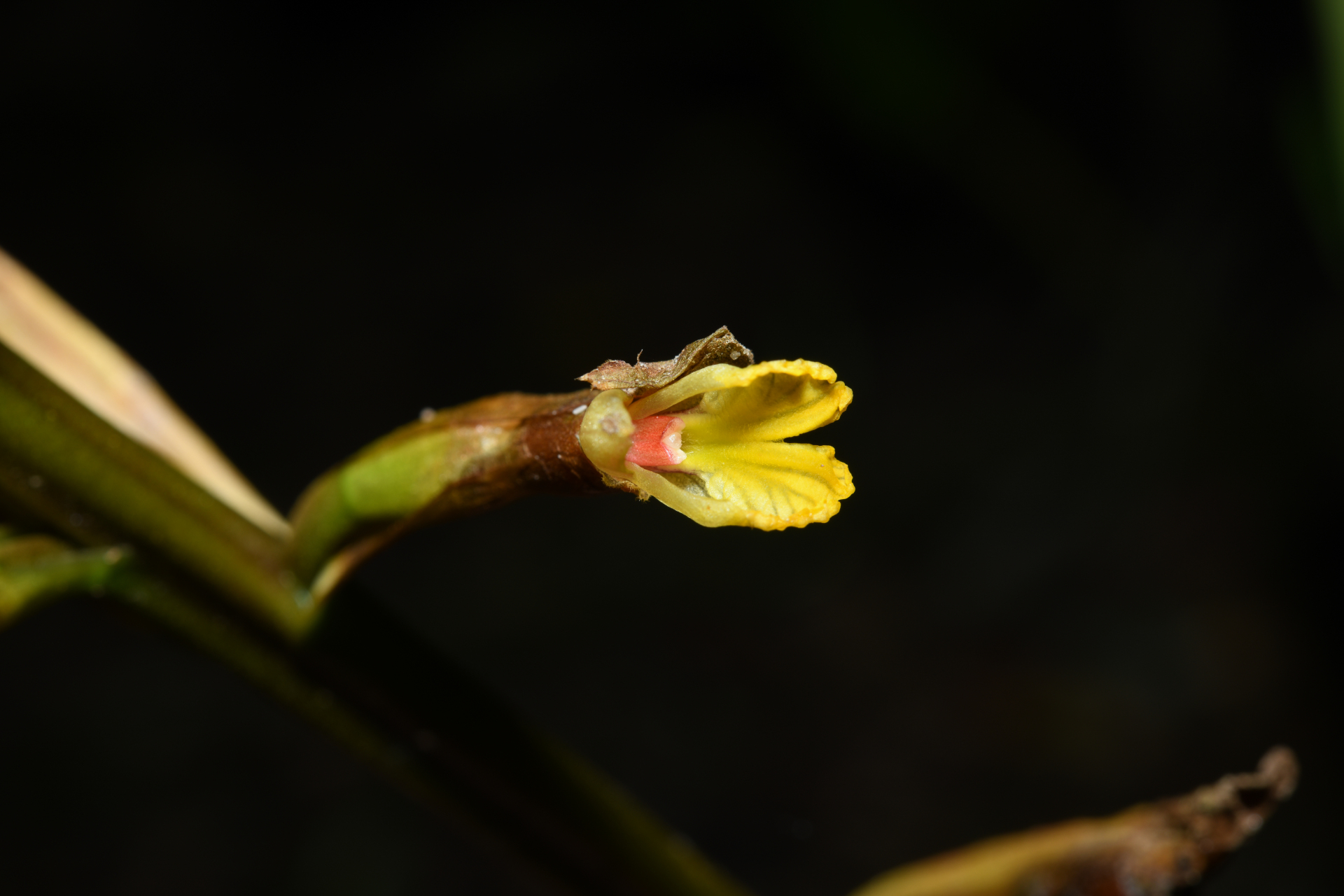 Renealmia floribunda K.Schum. - Photo Bivouac Naturaliste