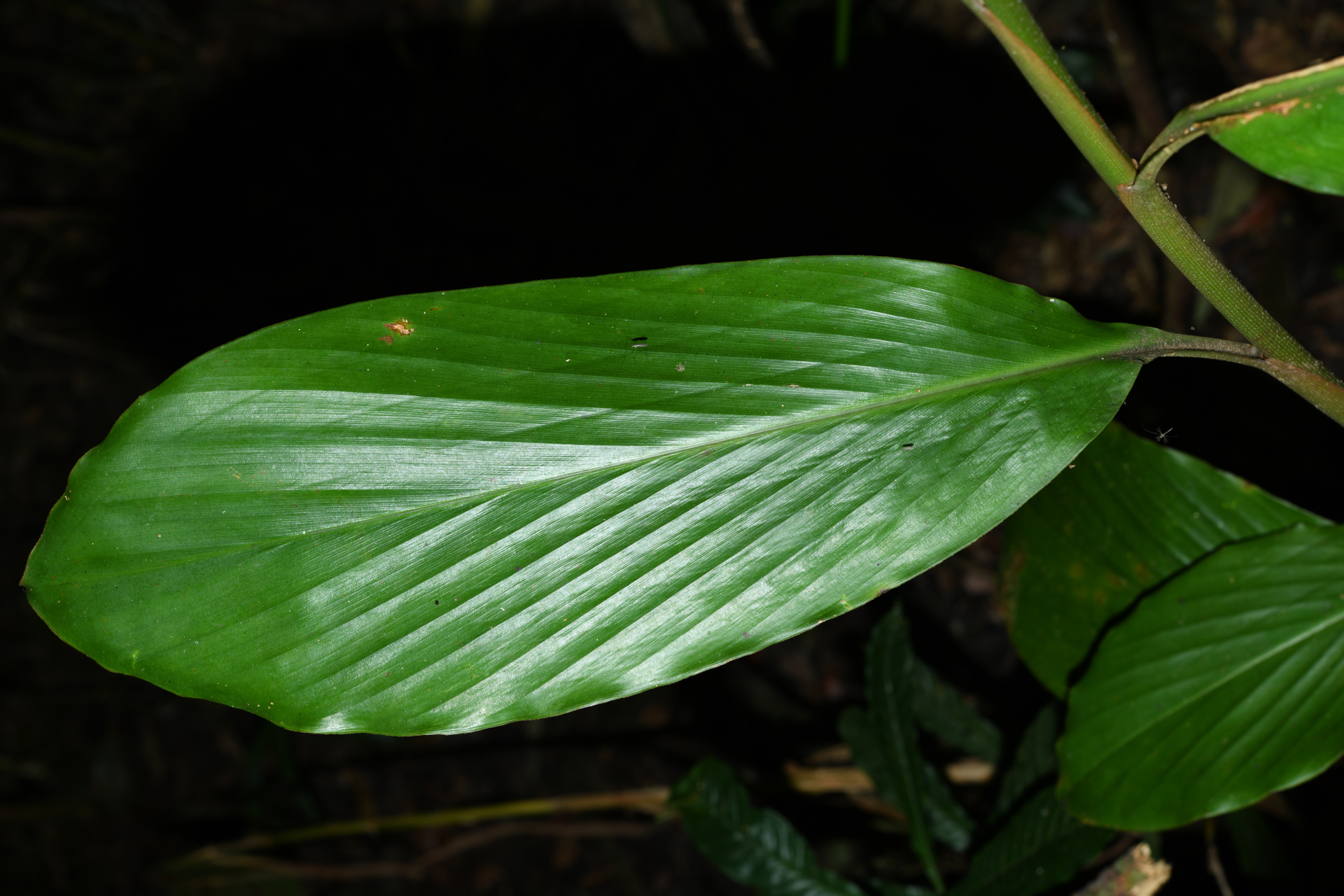 Renealmia floribunda K.Schum. - Photo Bivouac Naturaliste