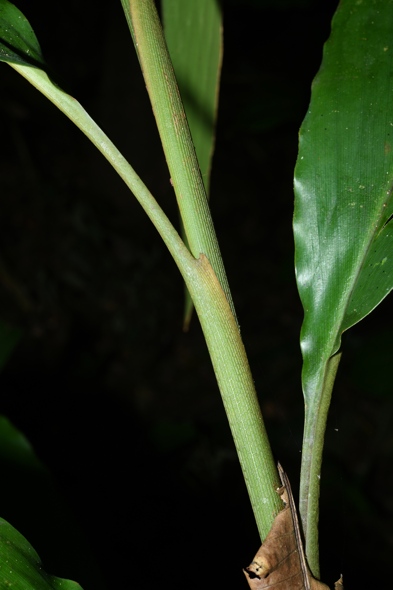 Renealmia floribunda K.Schum. - Photo Bivouac Naturaliste