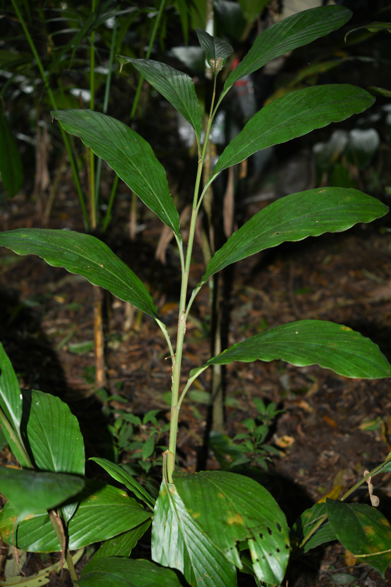 Renealmia floribunda K.Schum. - Photo Bivouac Naturaliste