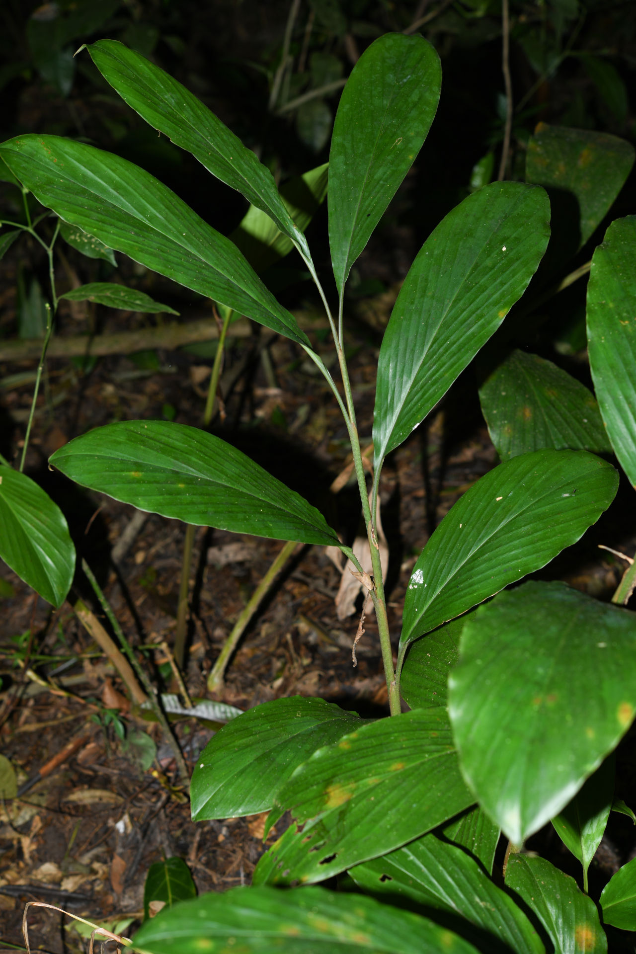 Renealmia floribunda K.Schum. - Photo Bivouac Naturaliste