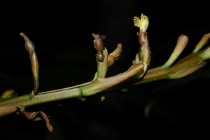Renealmia floribunda K.Schum.