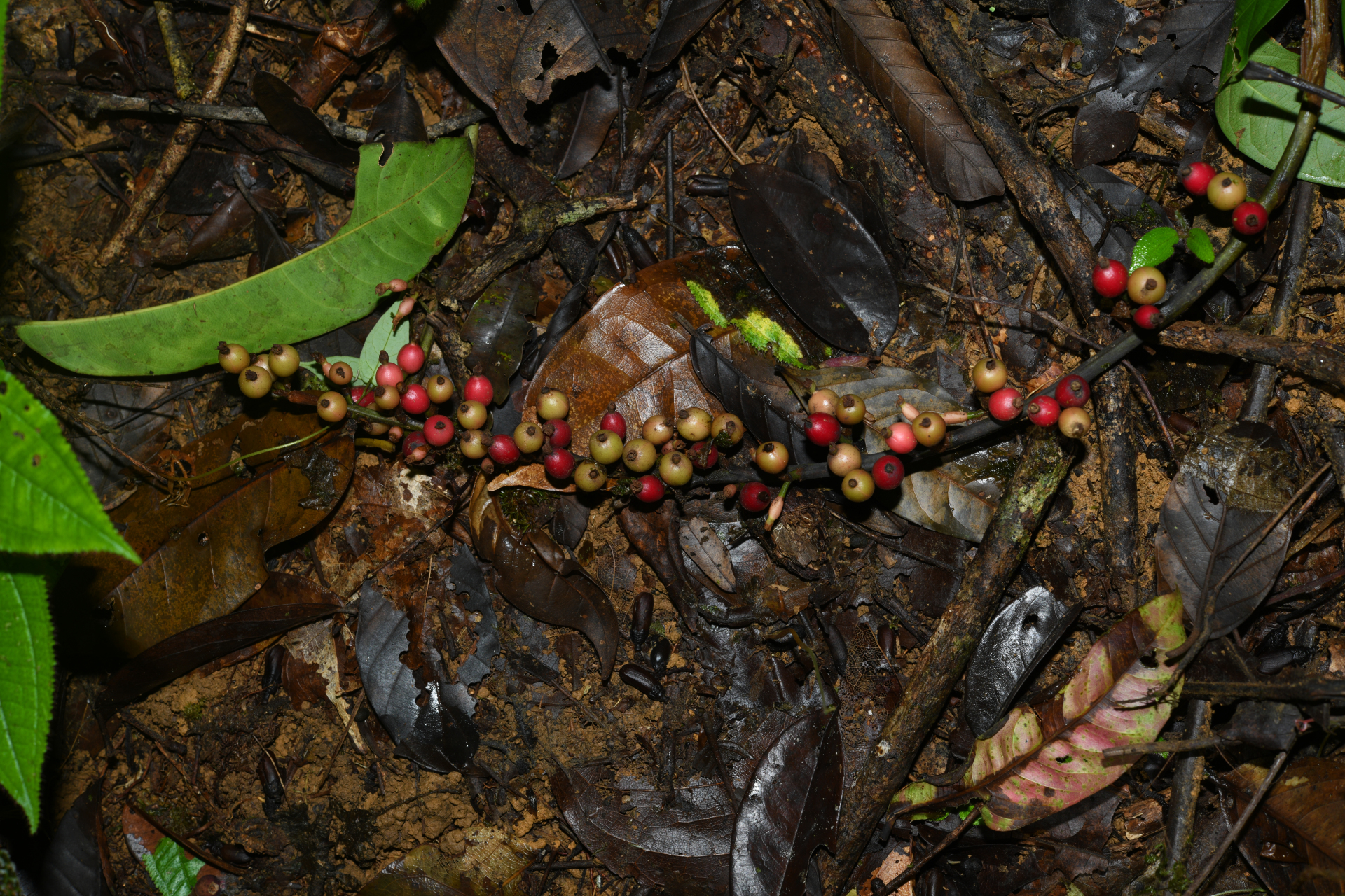 Renealmia guianensis Maas - Photo Bivouac Naturaliste