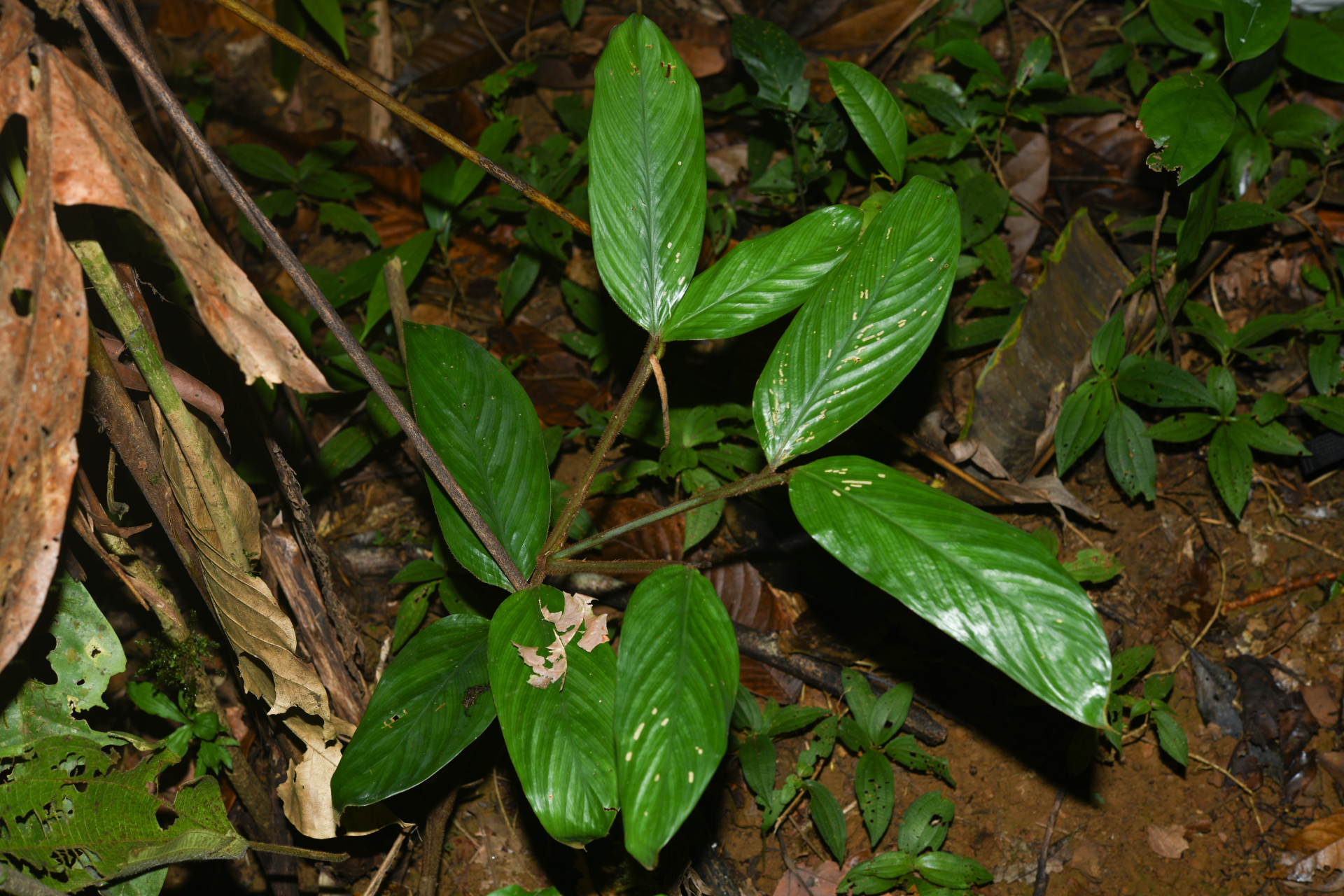 Ischnosiphon ursinus L.Andersson - Photo Bivouac Naturaliste