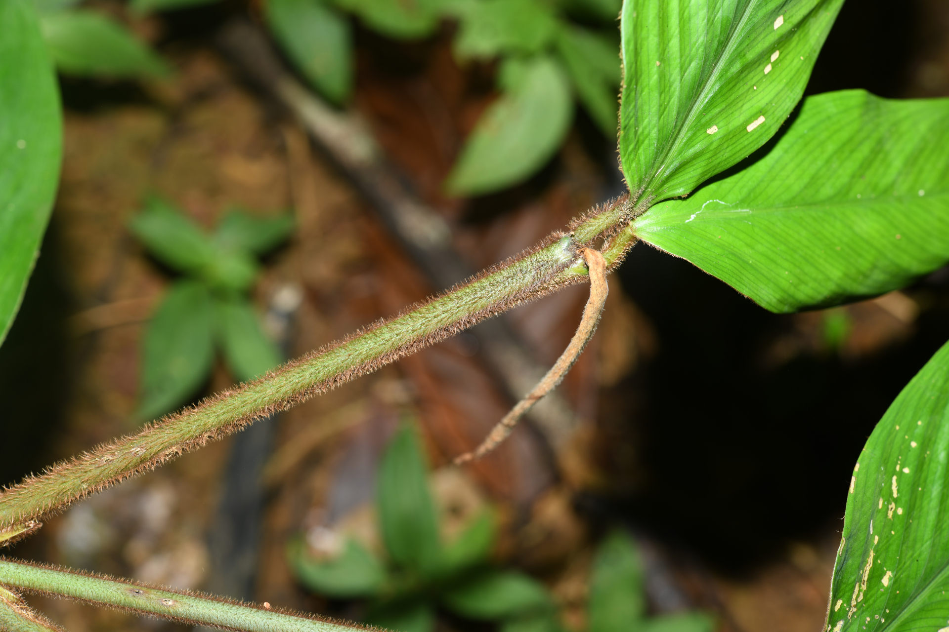 Ischnosiphon ursinus L.Andersson - Photo Bivouac Naturaliste
