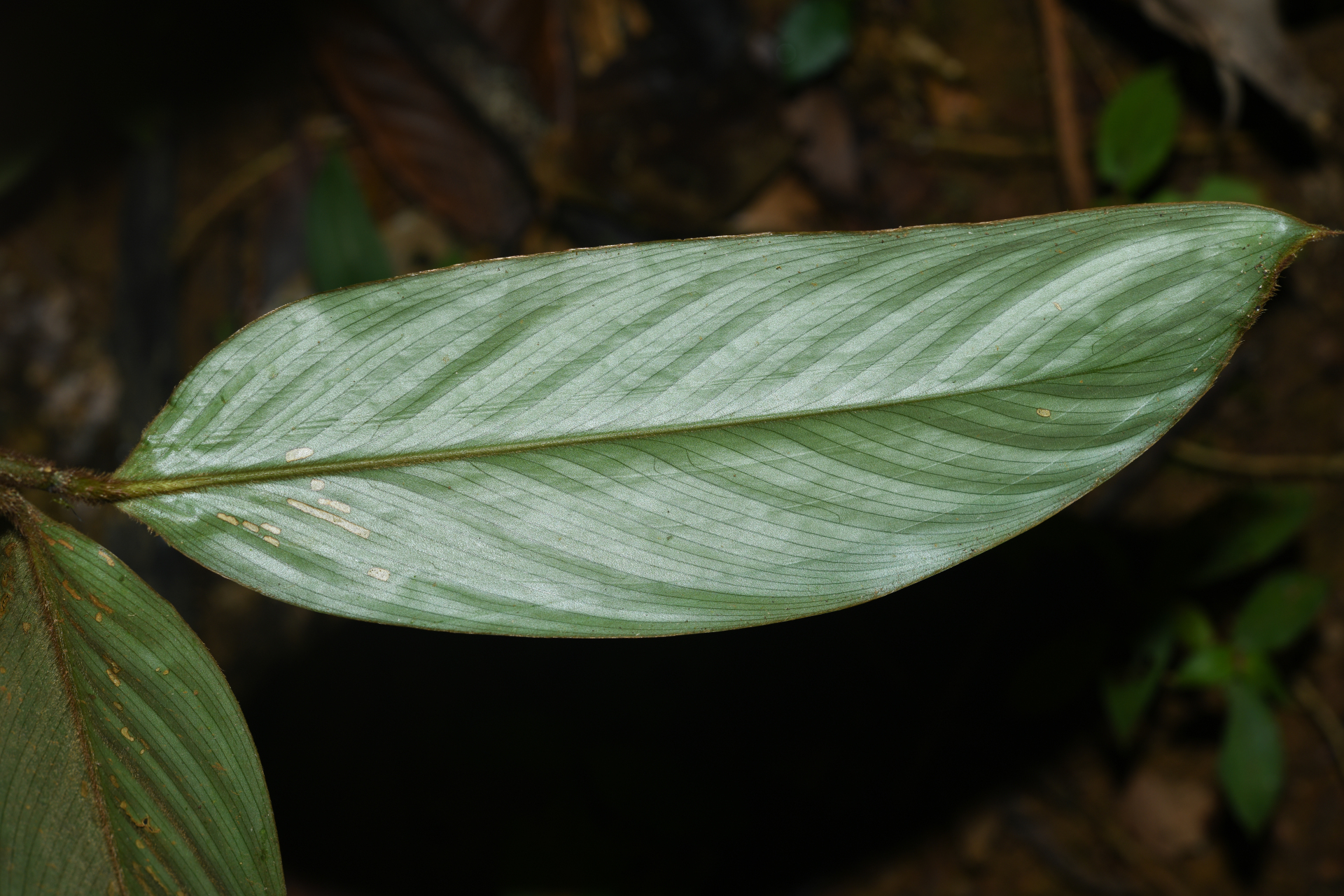 Ischnosiphon ursinus L.Andersson - Photo Bivouac Naturaliste