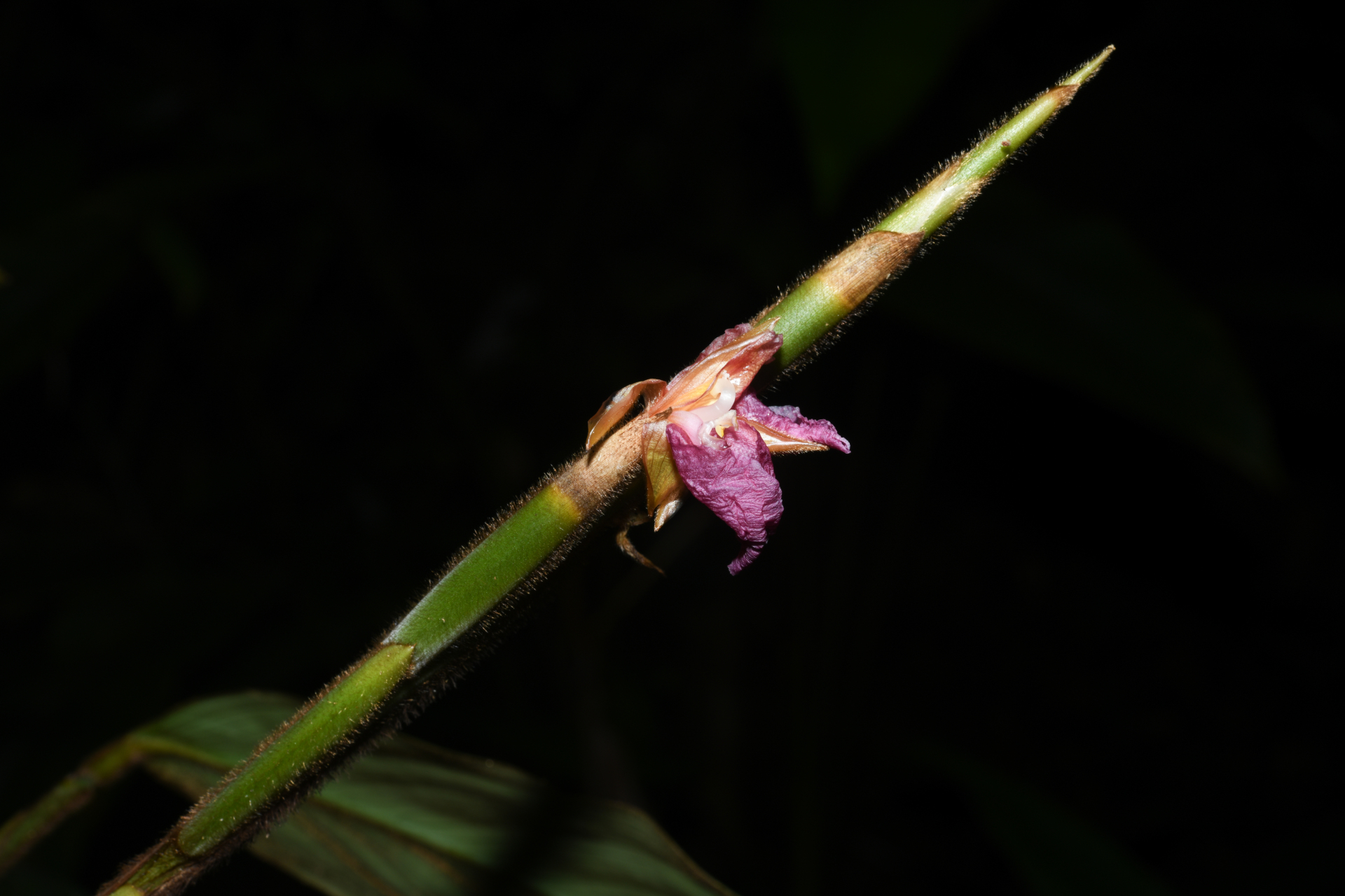 Ischnosiphon ursinus L.Andersson - Photo Bivouac Naturaliste
