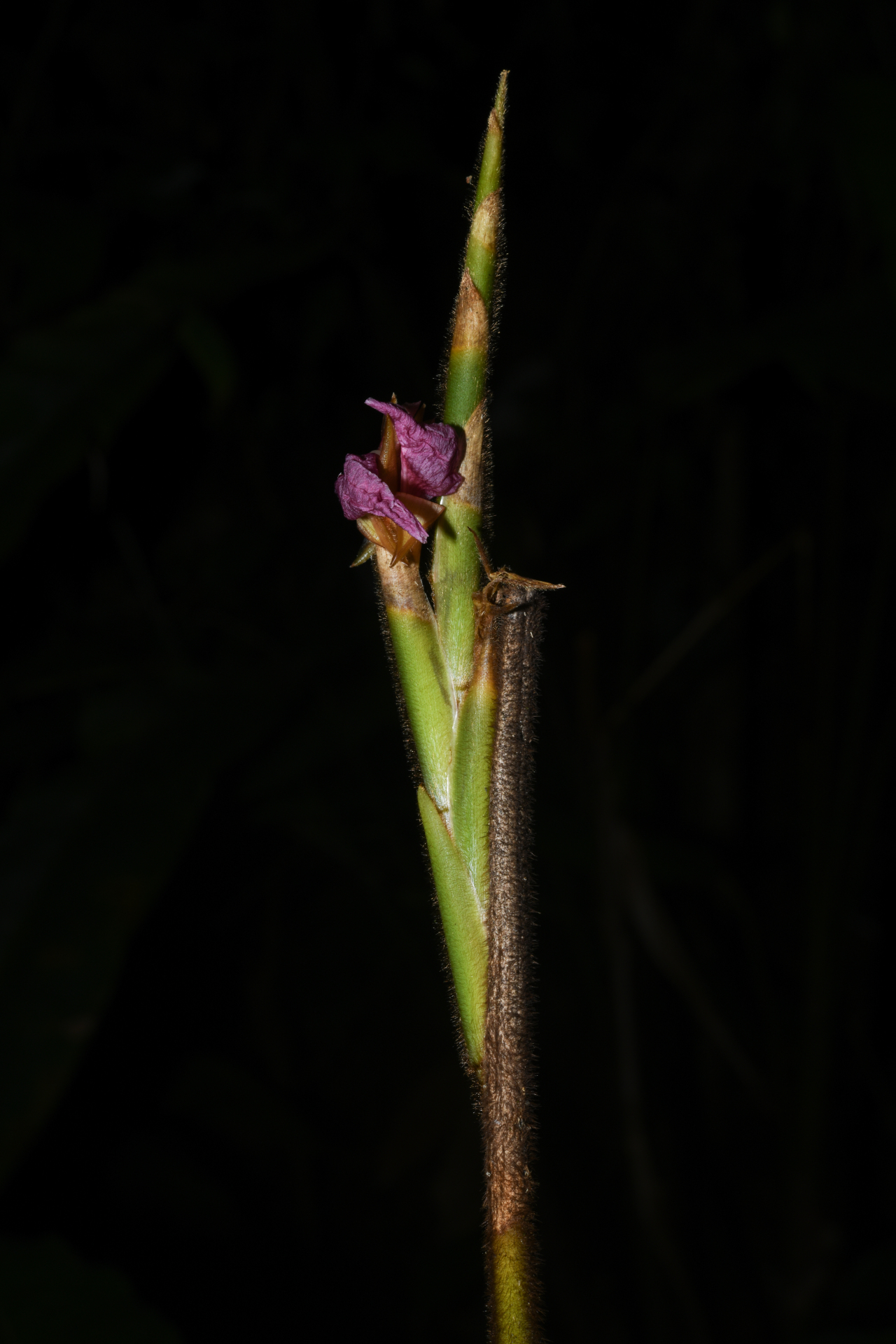 Ischnosiphon ursinus L.Andersson - Photo Bivouac Naturaliste