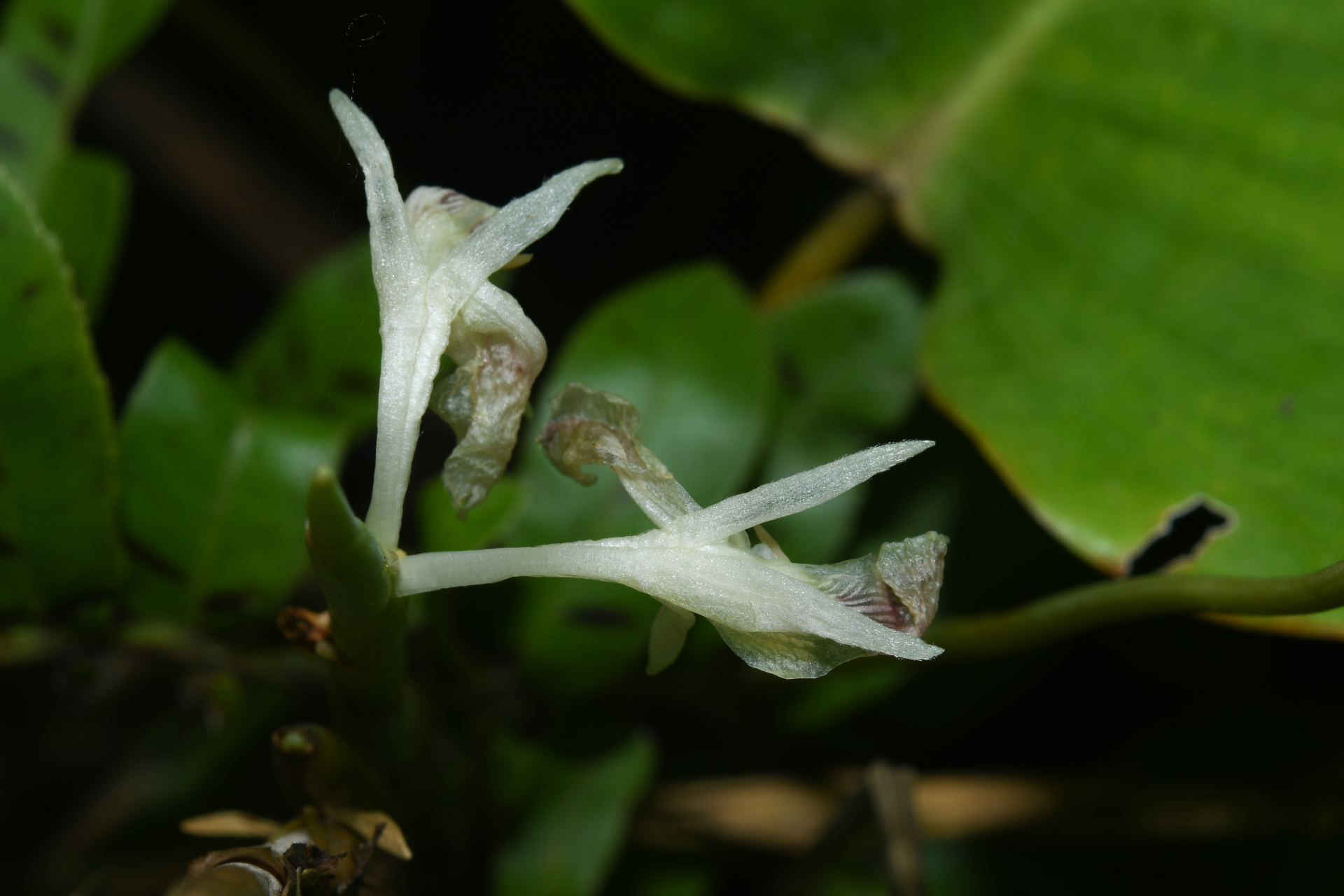 Ischnosiphon leucophaeus subsp. leucophaeus - Photo Bivouac Naturaliste