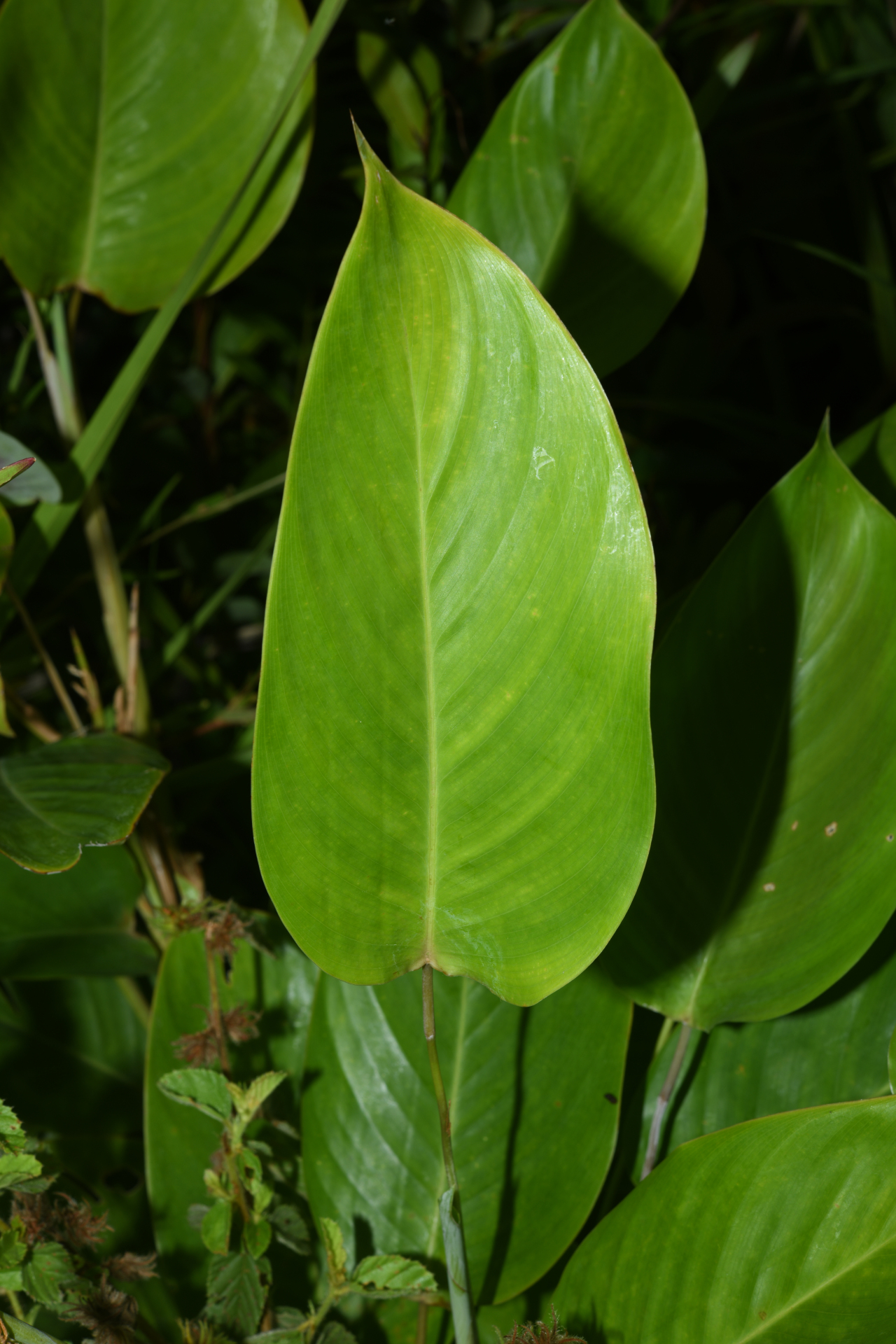 Ischnosiphon leucophaeus subsp. leucophaeus - Photo Bivouac Naturaliste