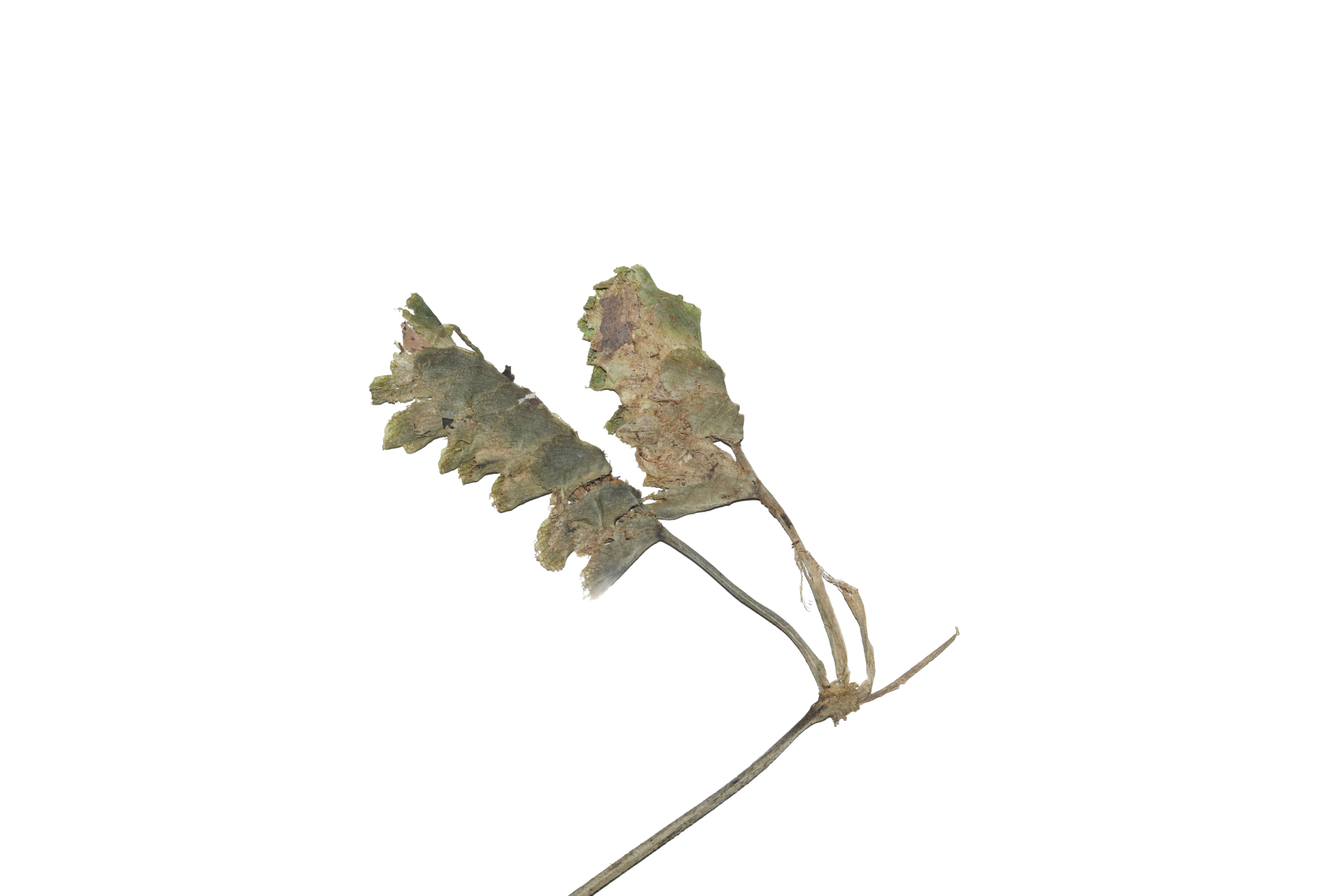 Hylaeanthe unilateralis (Poepp. & Endl.) A.M.E.Jonker & Jonker - Photo Bivouac Naturaliste