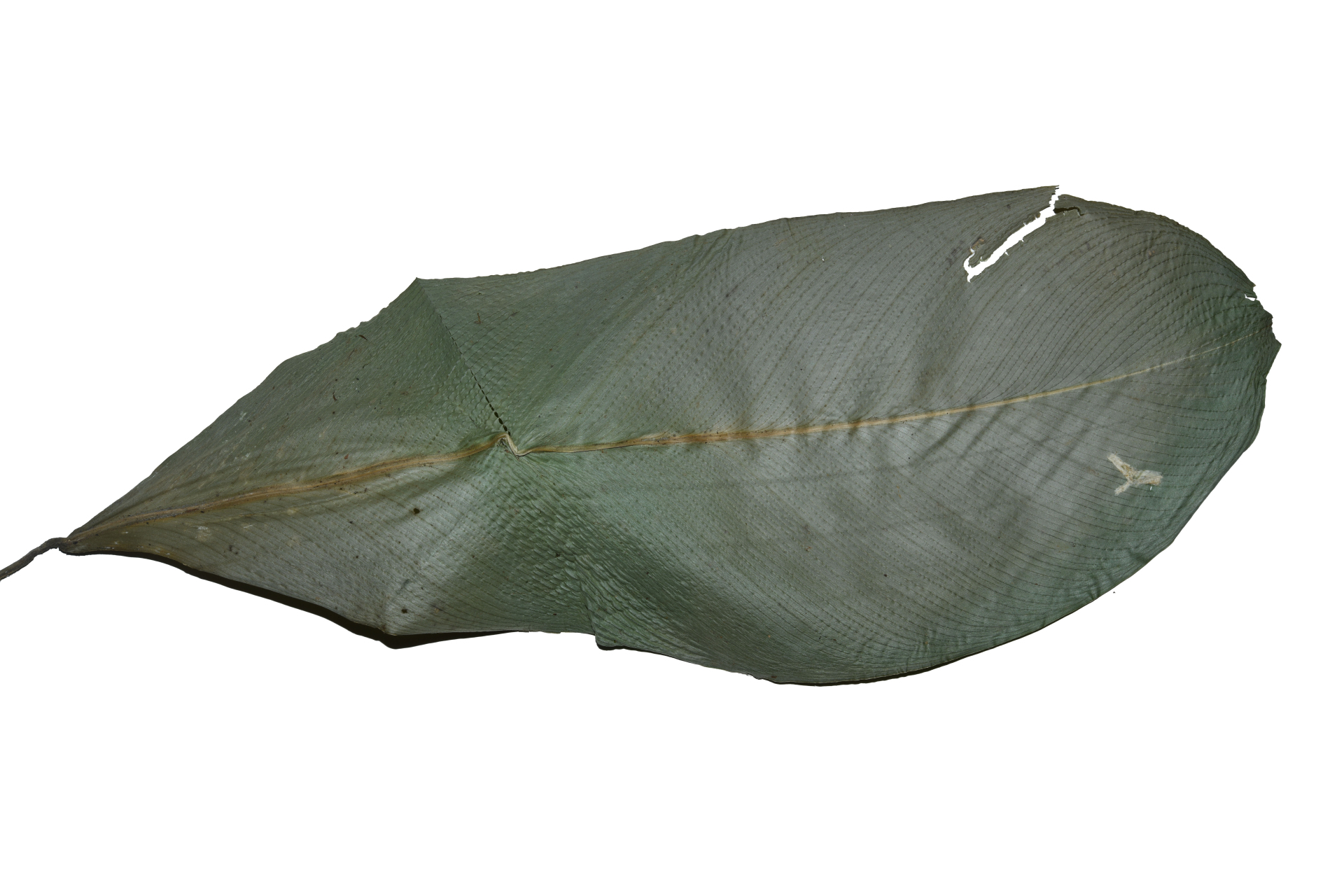 Hylaeanthe unilateralis (Poepp. & Endl.) A.M.E.Jonker & Jonker - Photo Bivouac Naturaliste