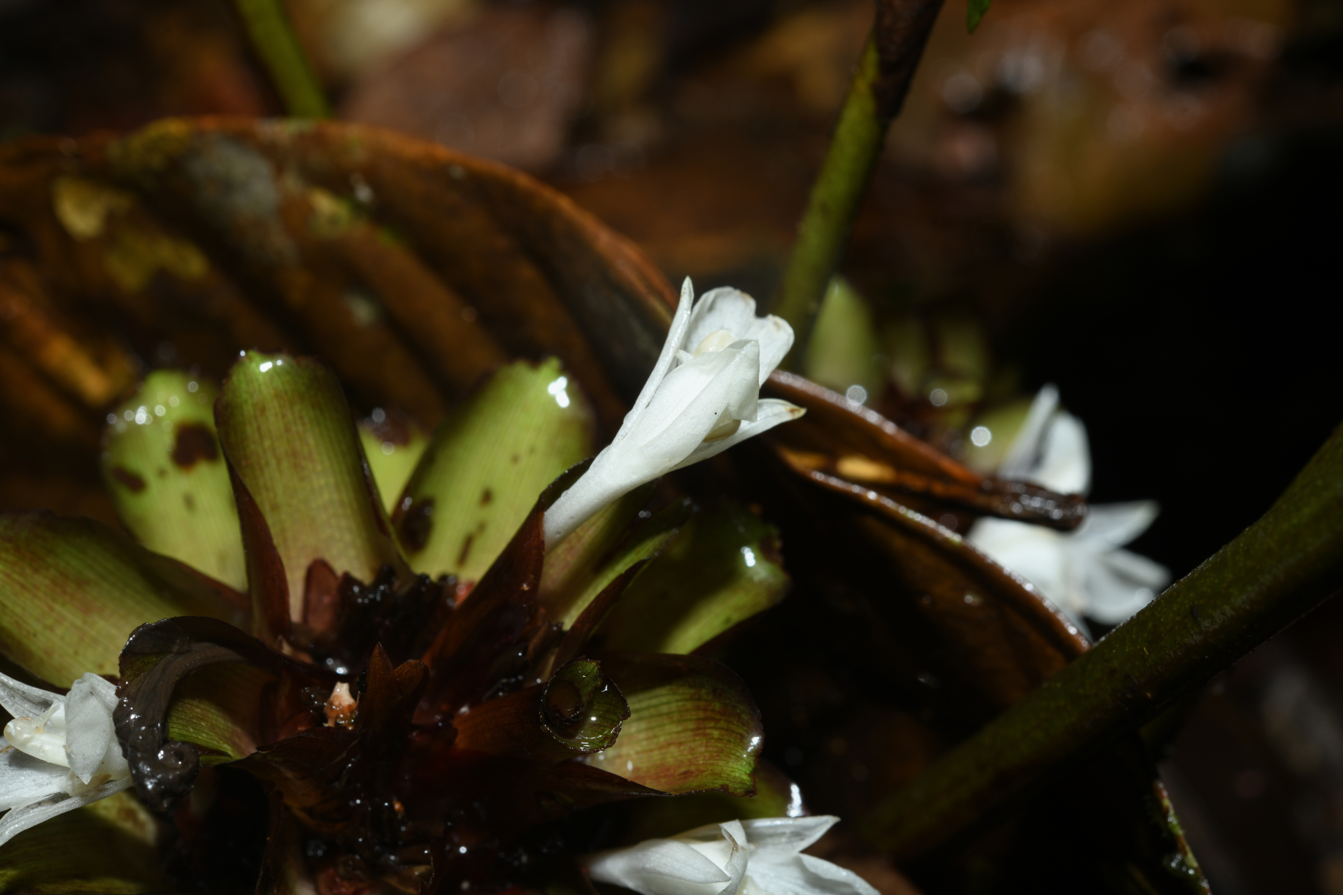 Goeppertia erecta (L.Andersson & H.Kenn.) Borchs. & S.Suárez - Photo Bivouac Naturaliste