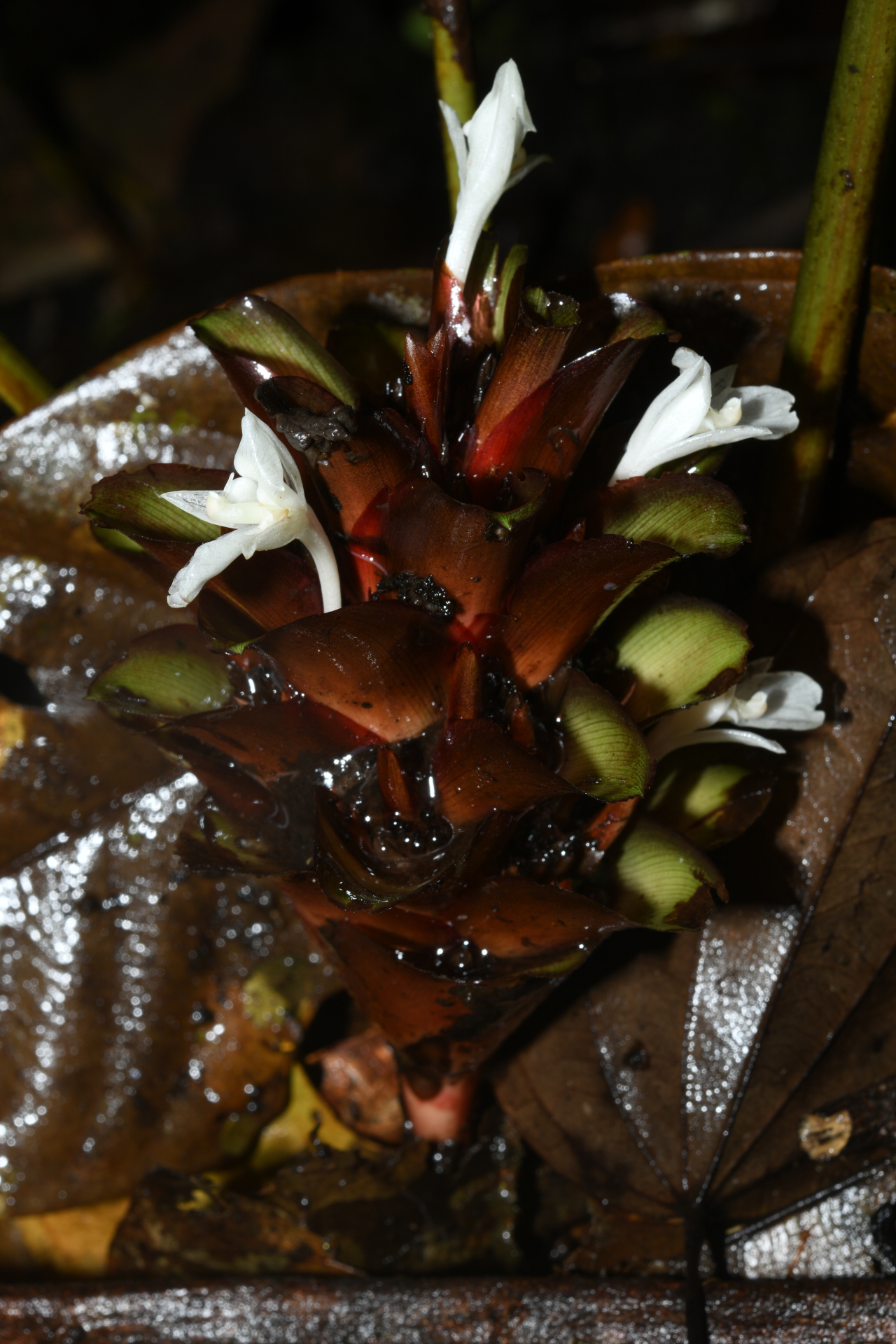 Goeppertia erecta (L.Andersson & H.Kenn.) Borchs. & S.Suárez - Photo Bivouac Naturaliste