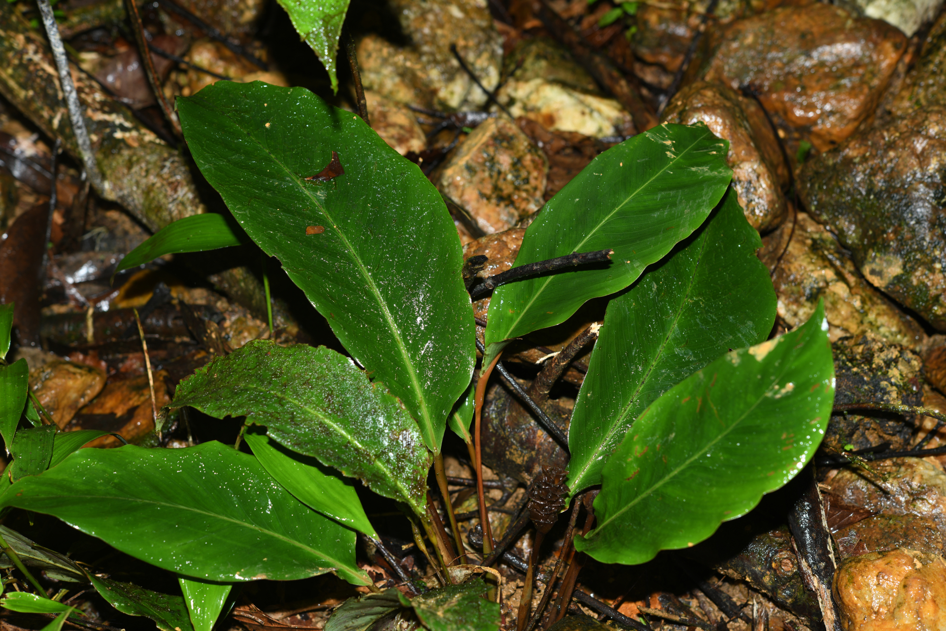 Goeppertia maasiorum (H.Kenn.) Borchs. & S.Suárez - Photo Bivouac Naturaliste