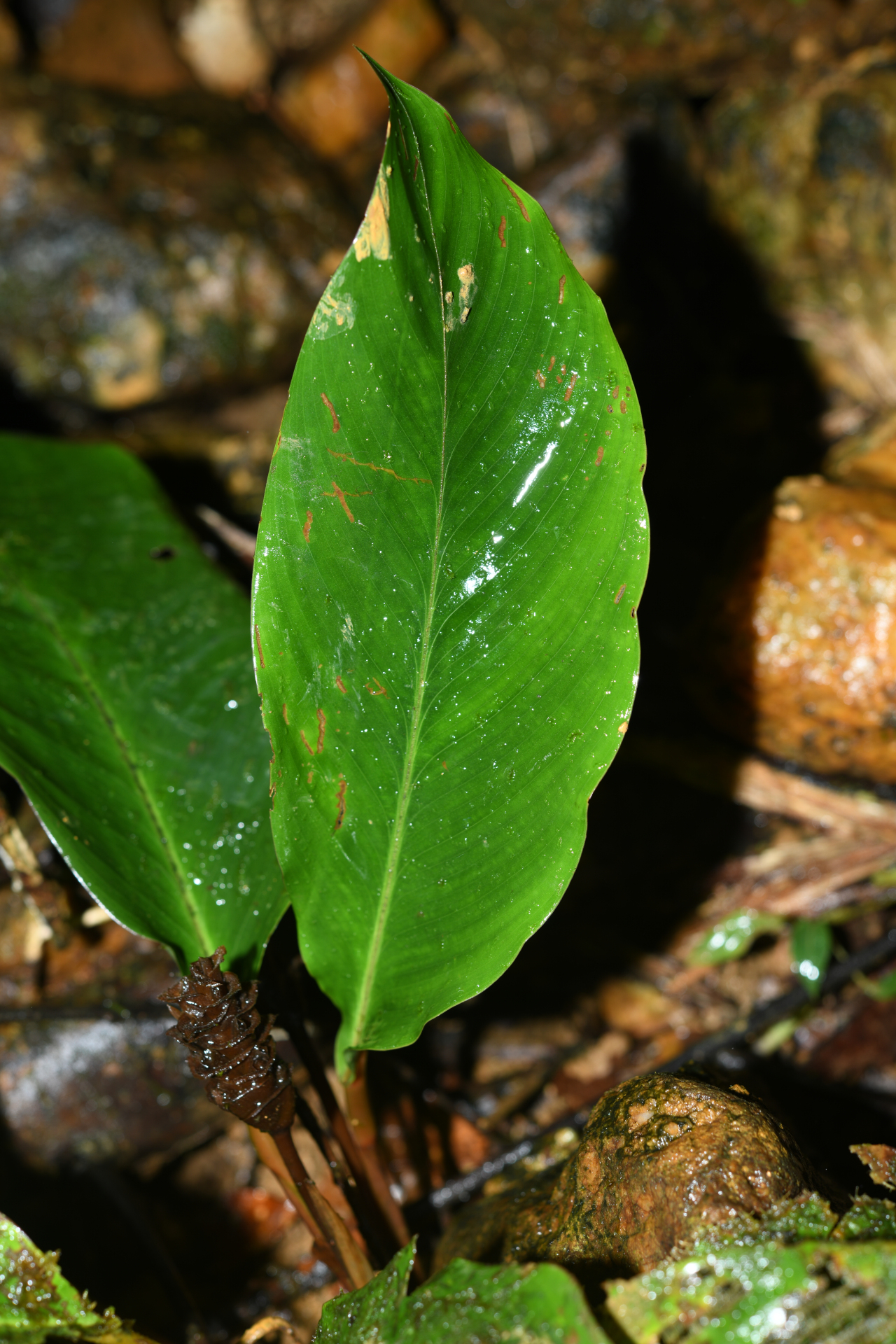Goeppertia maasiorum (H.Kenn.) Borchs. & S.Suárez - Photo Bivouac Naturaliste