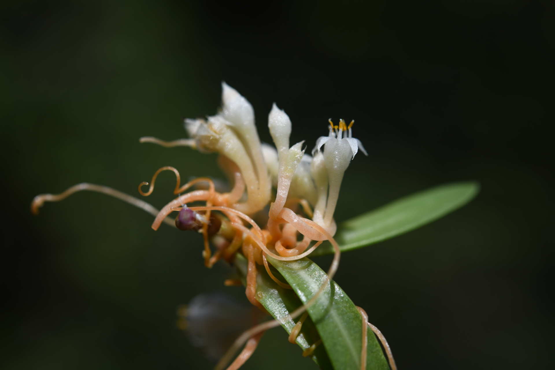 Cuscuta umbellata Kunth - Photo Bivouac Naturaliste