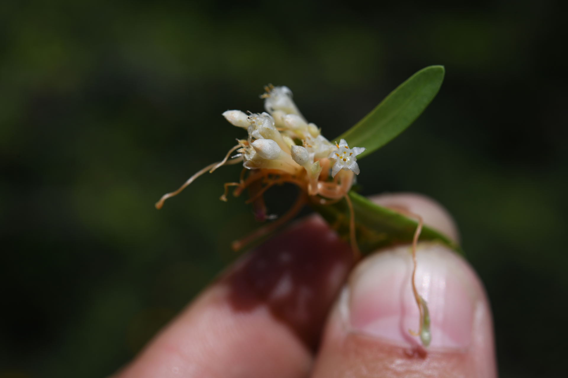 Cuscuta umbellata Kunth - Photo Bivouac Naturaliste