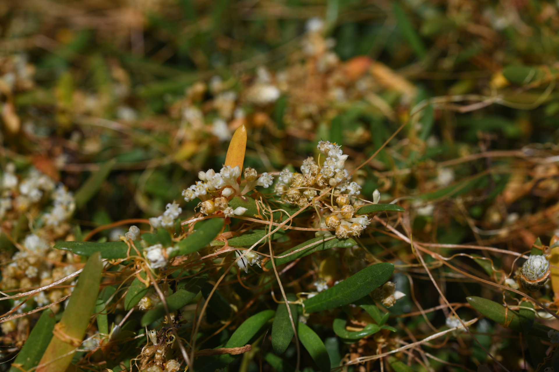 Cuscuta umbellata Kunth - Photo Bivouac Naturaliste