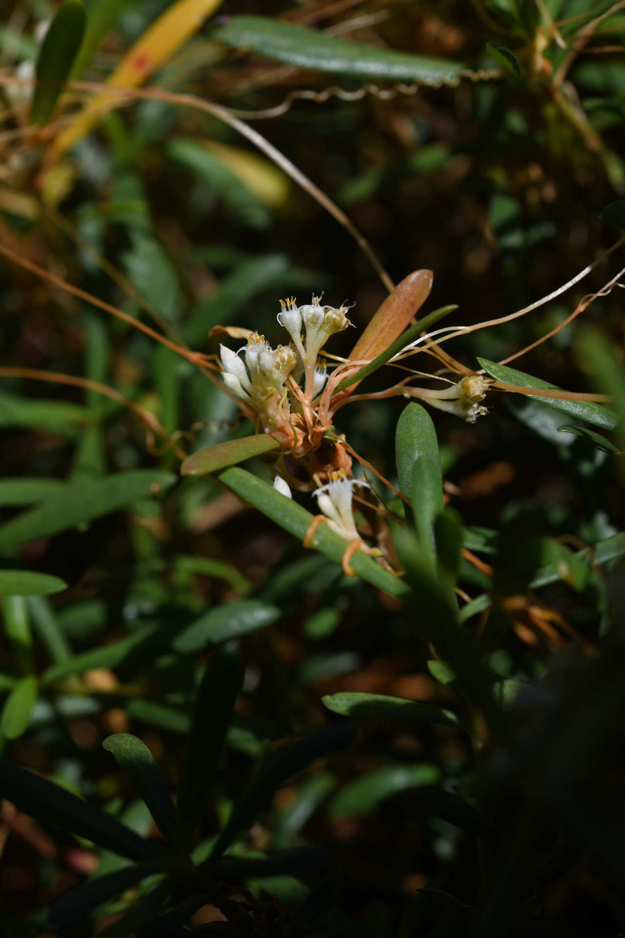 Cuscuta umbellata Kunth - Photo Bivouac Naturaliste