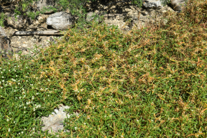 Cuscuta umbellata Kunth